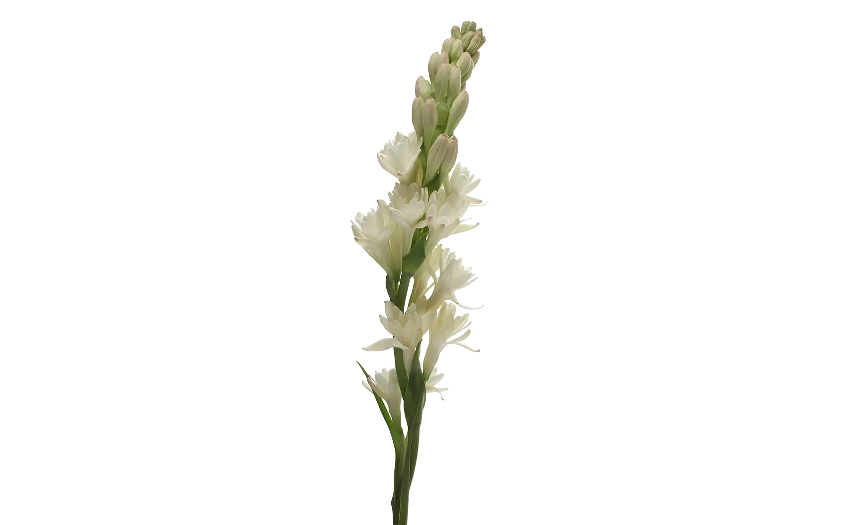 Polianthes Elvy Ivory