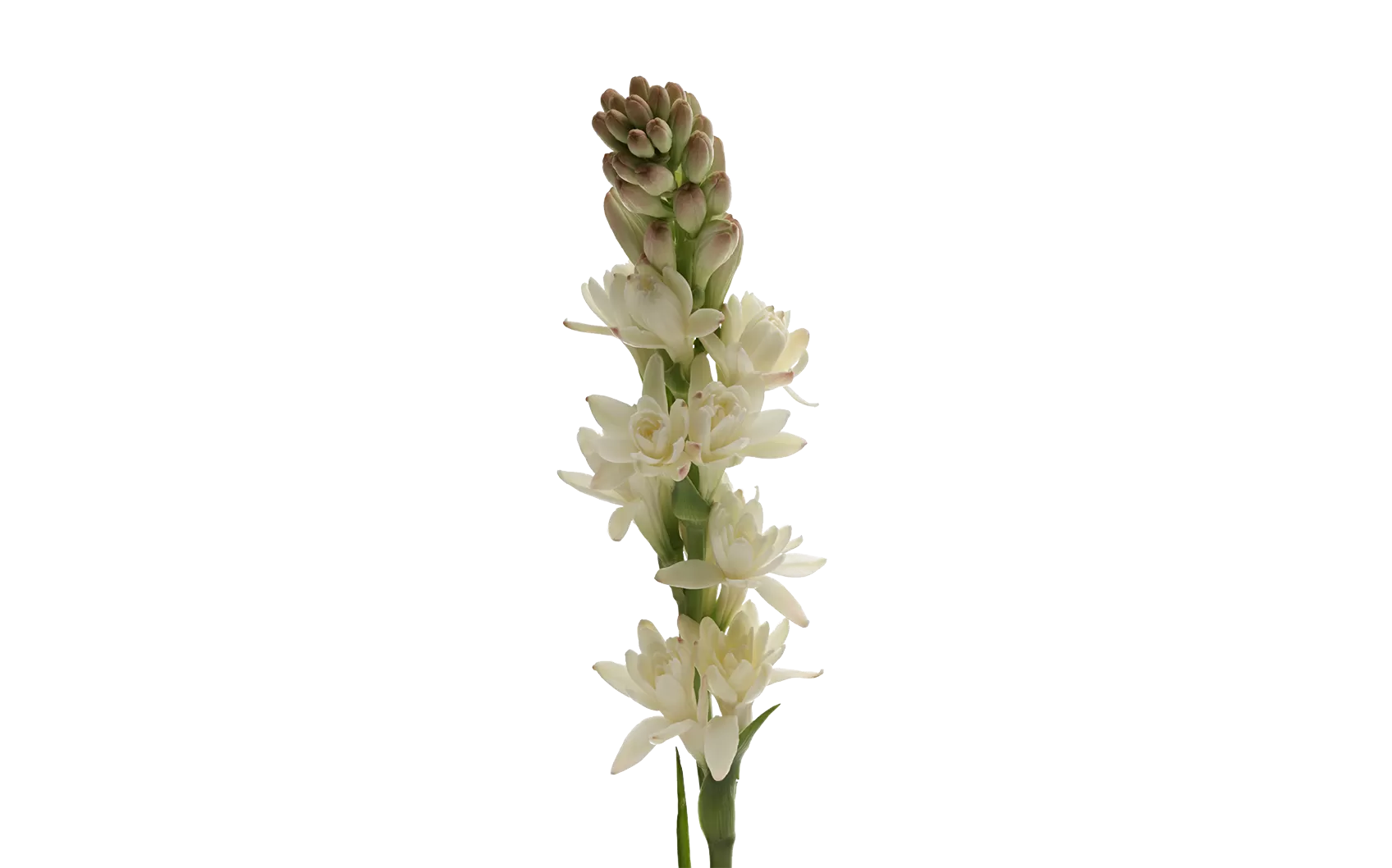 Polianthes Elvy Ivory