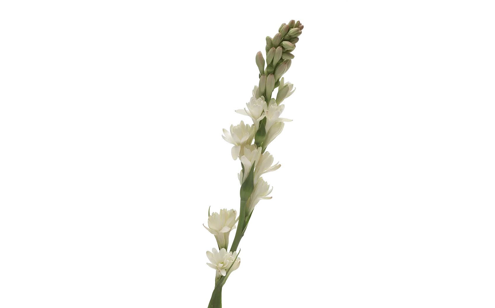 Polianthes Elvy Ivory