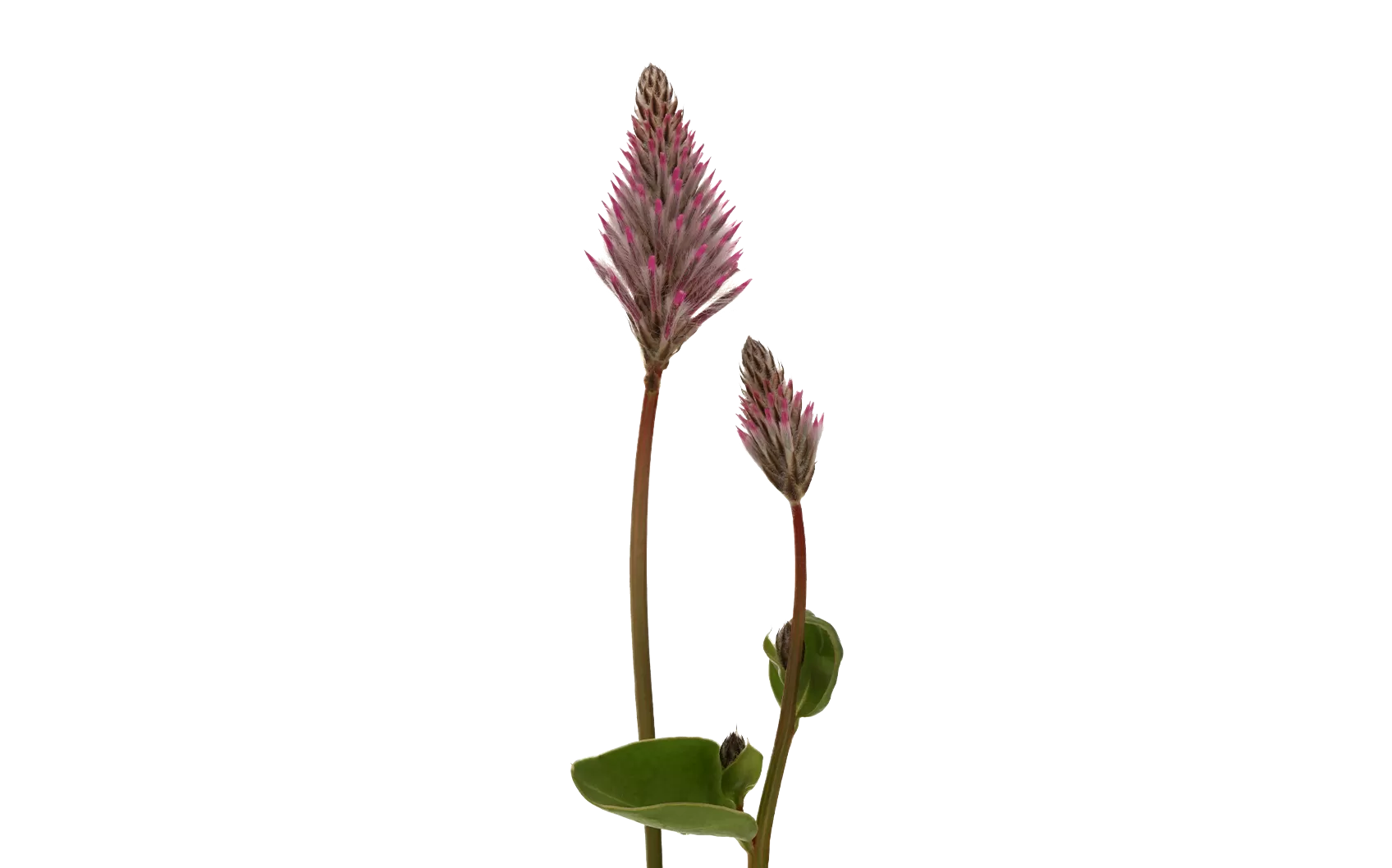 Ptilotus Matilda