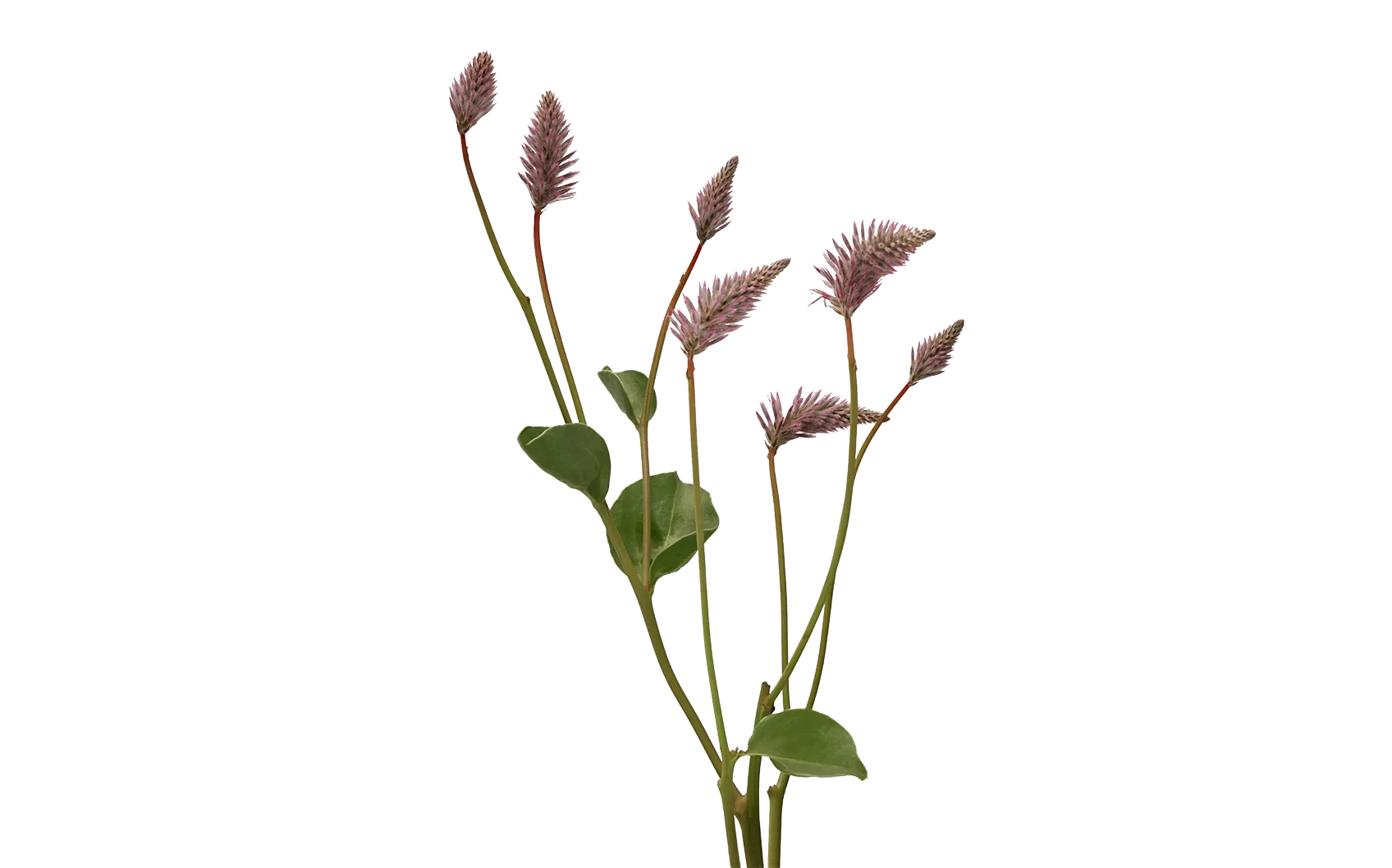 Ptilotus Matilda
