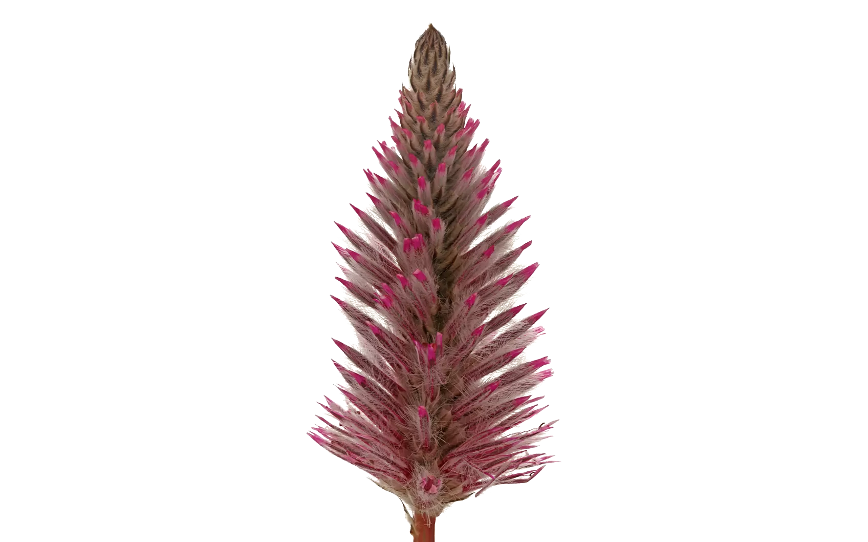 Ptilotus Matilda