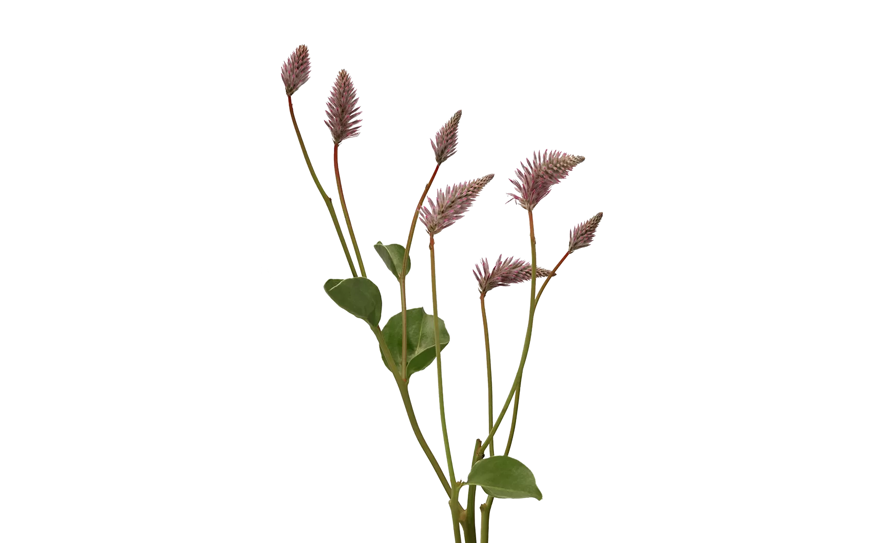 Ptilotus Matilda