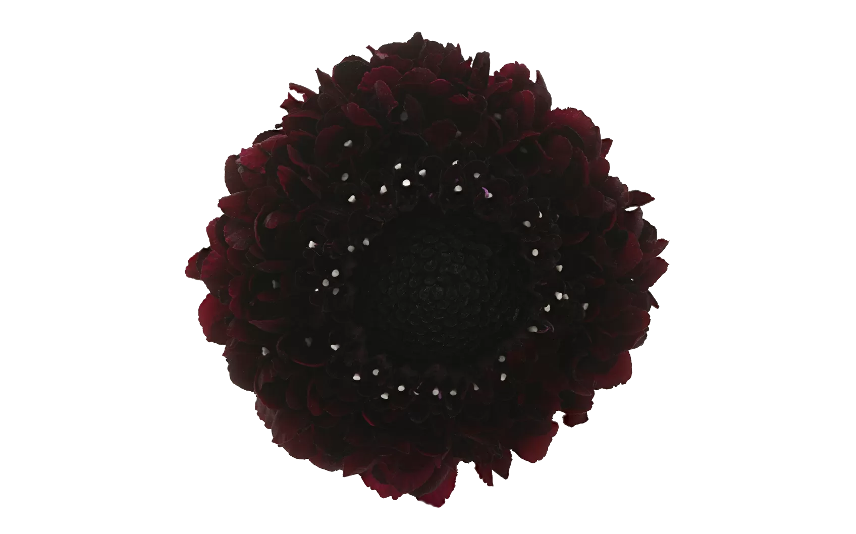 Scabiosa Bon Bon Scoop™ Maraschino