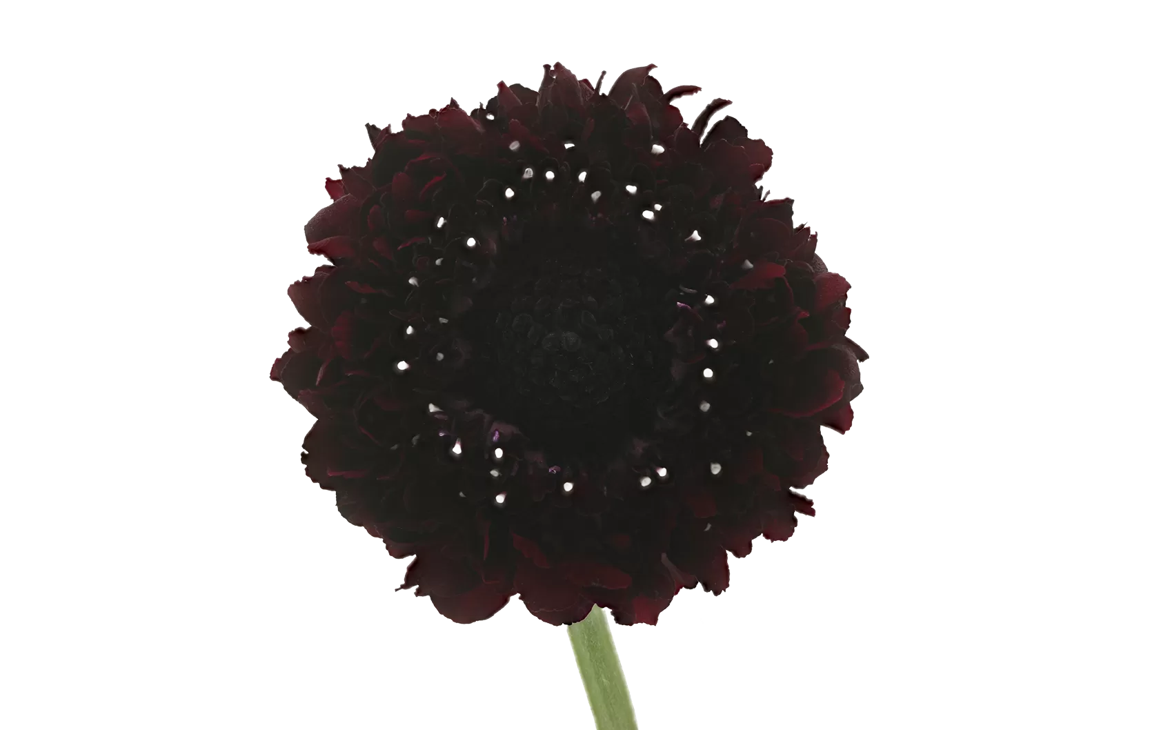 Scabiosa Bon Bon Scoop™ Maraschino