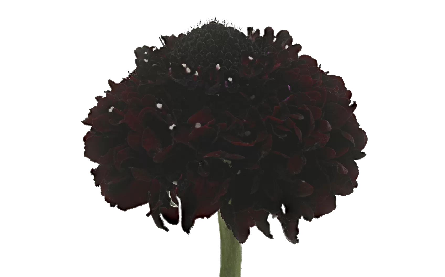 Scabiosa Bon Bon Scoop™ Maraschino