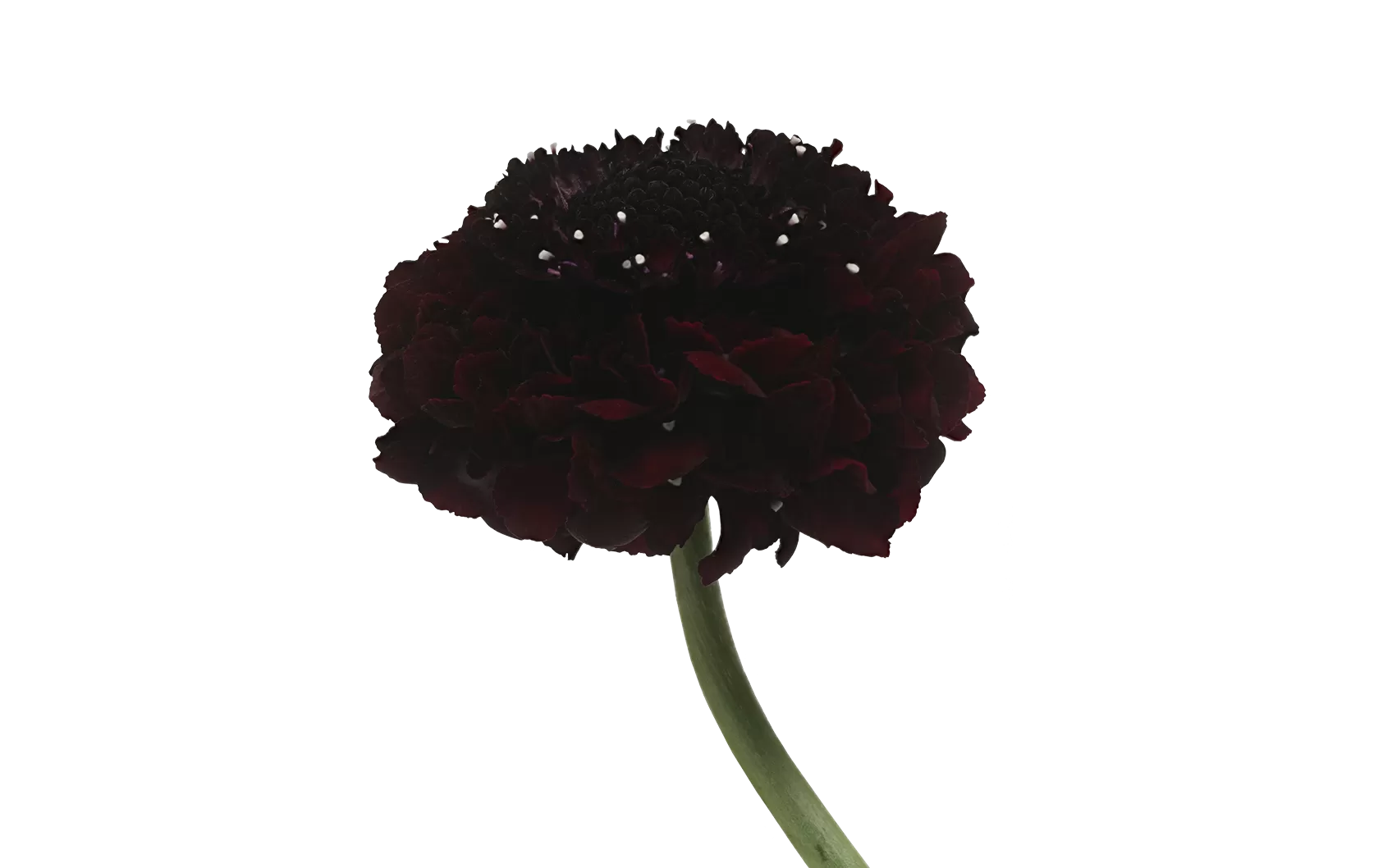 Scabiosa Bon Bon Scoop™ Maraschino