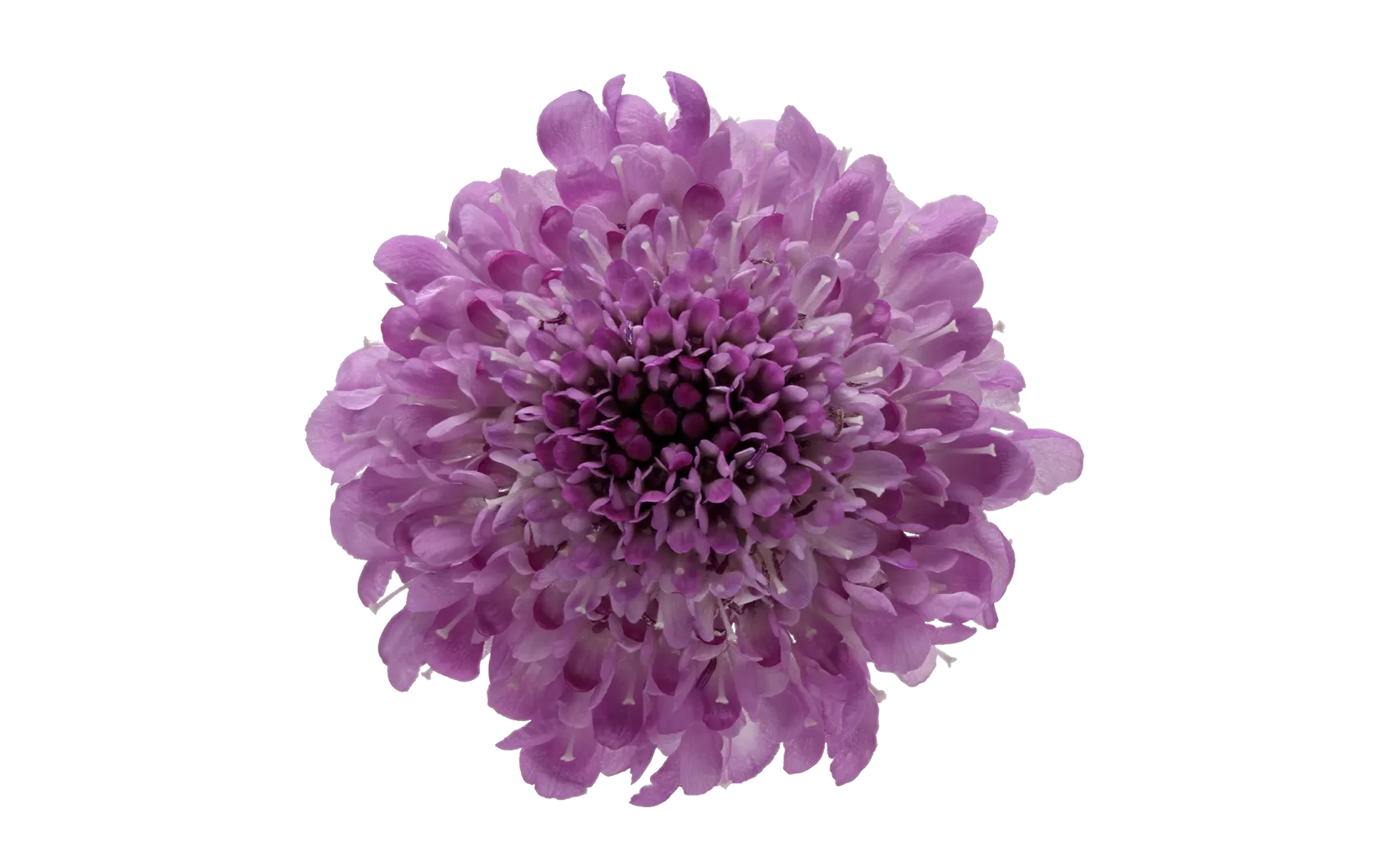 Scabiosa Virtuoso Saura