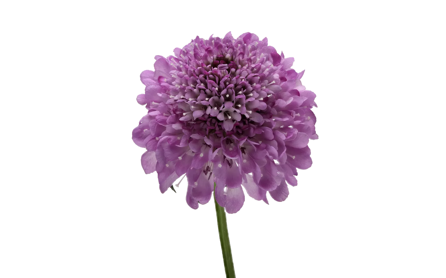 Scabiosa Virtuoso Saura