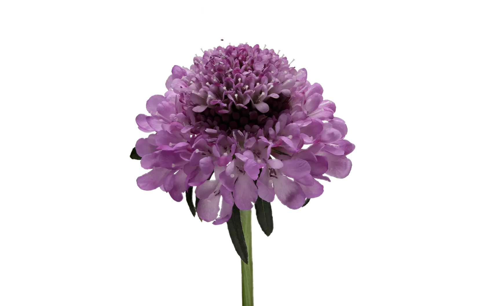 Scabiosa Virtuoso Saura