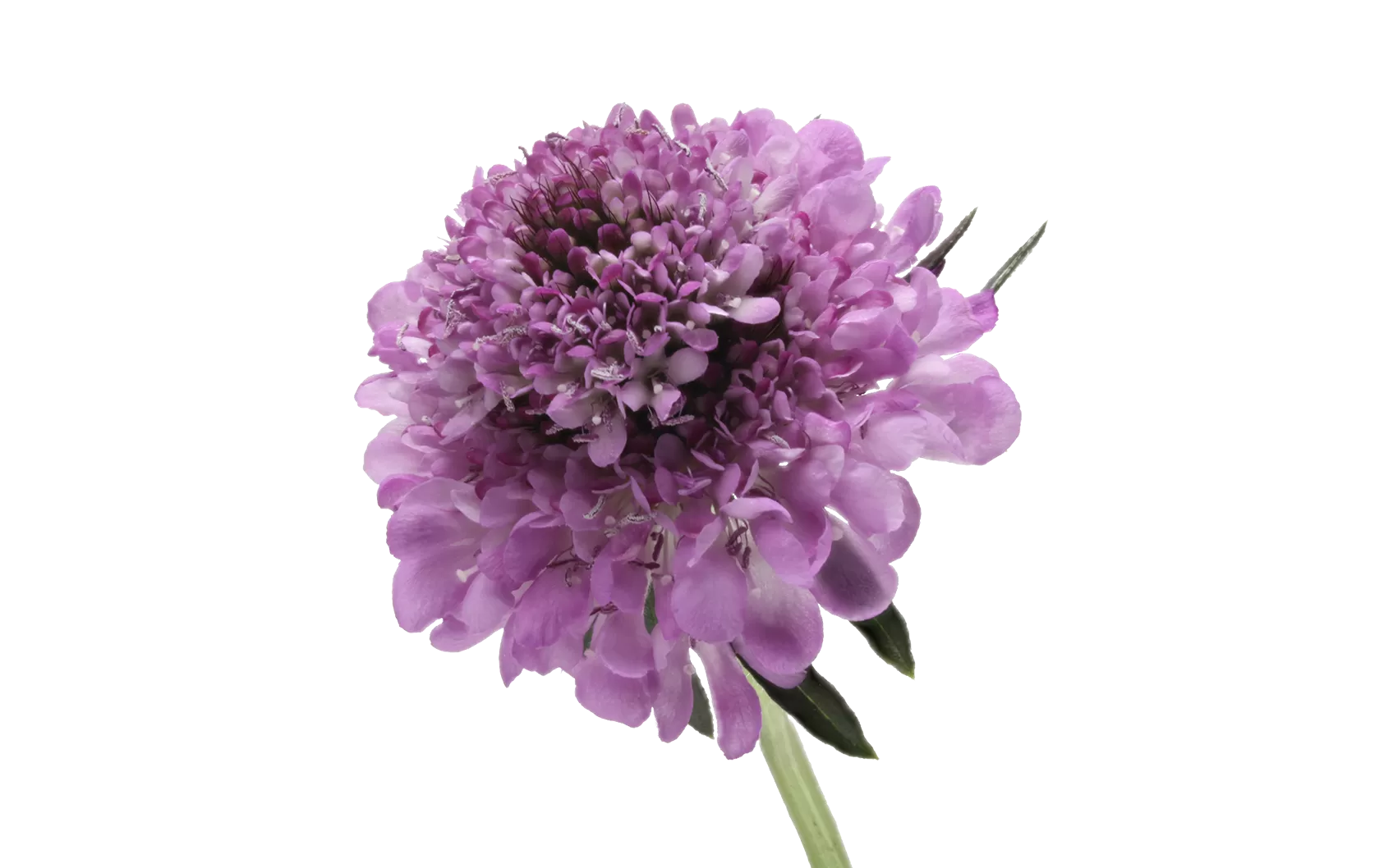 Scabiosa Virtuoso Saura