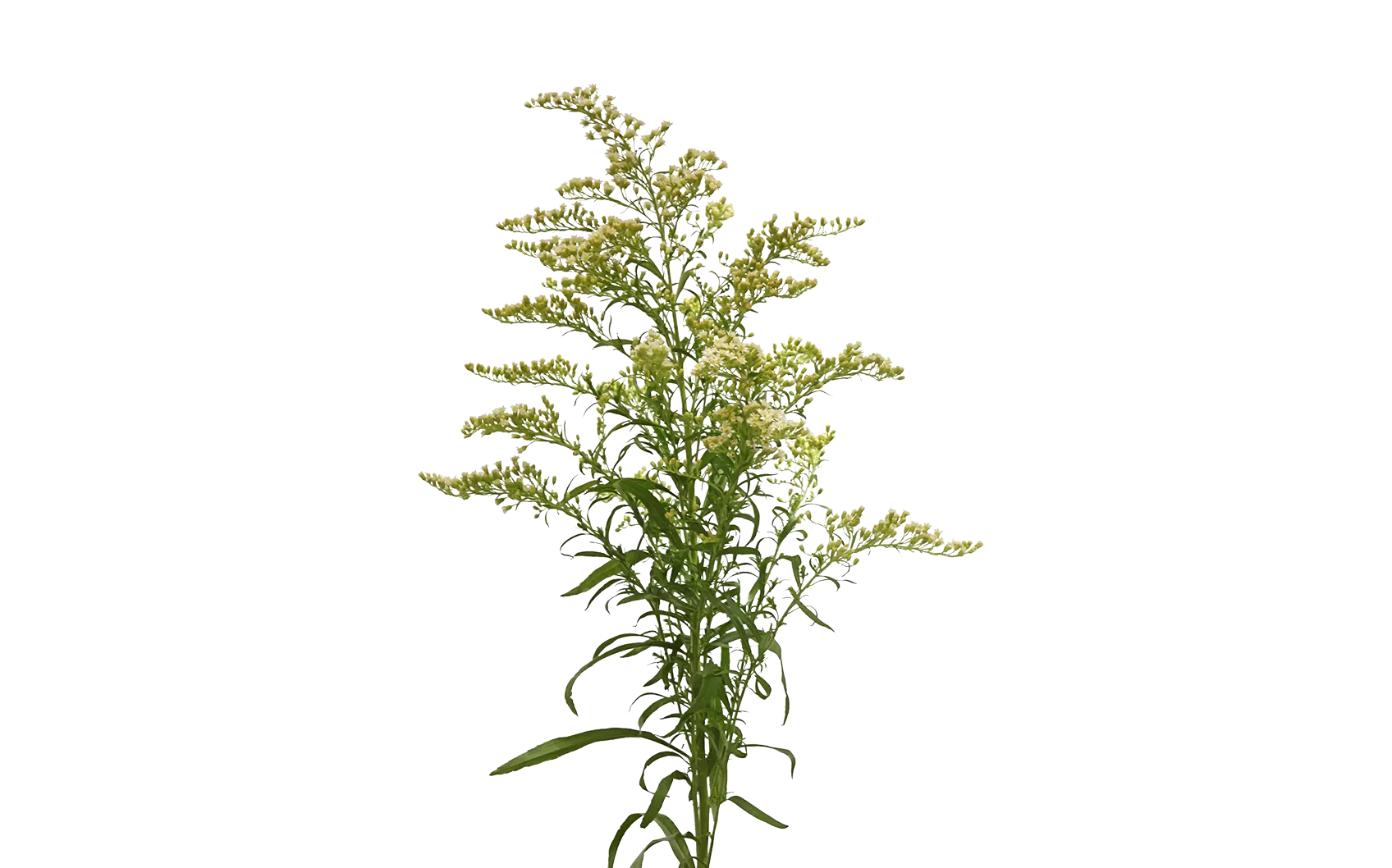 Solidago Carzan Moonlight