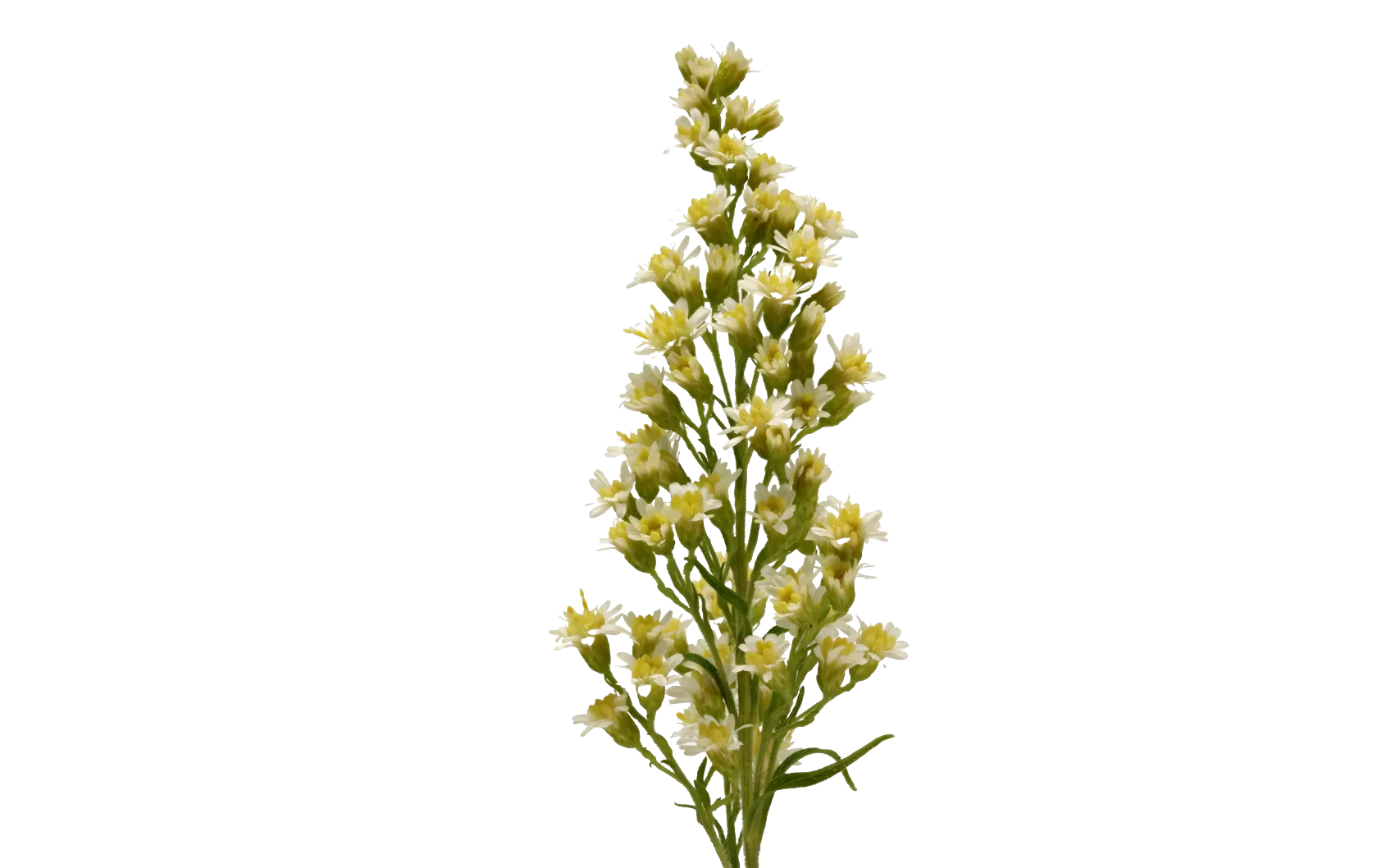 Solidago Carzan Moonlight