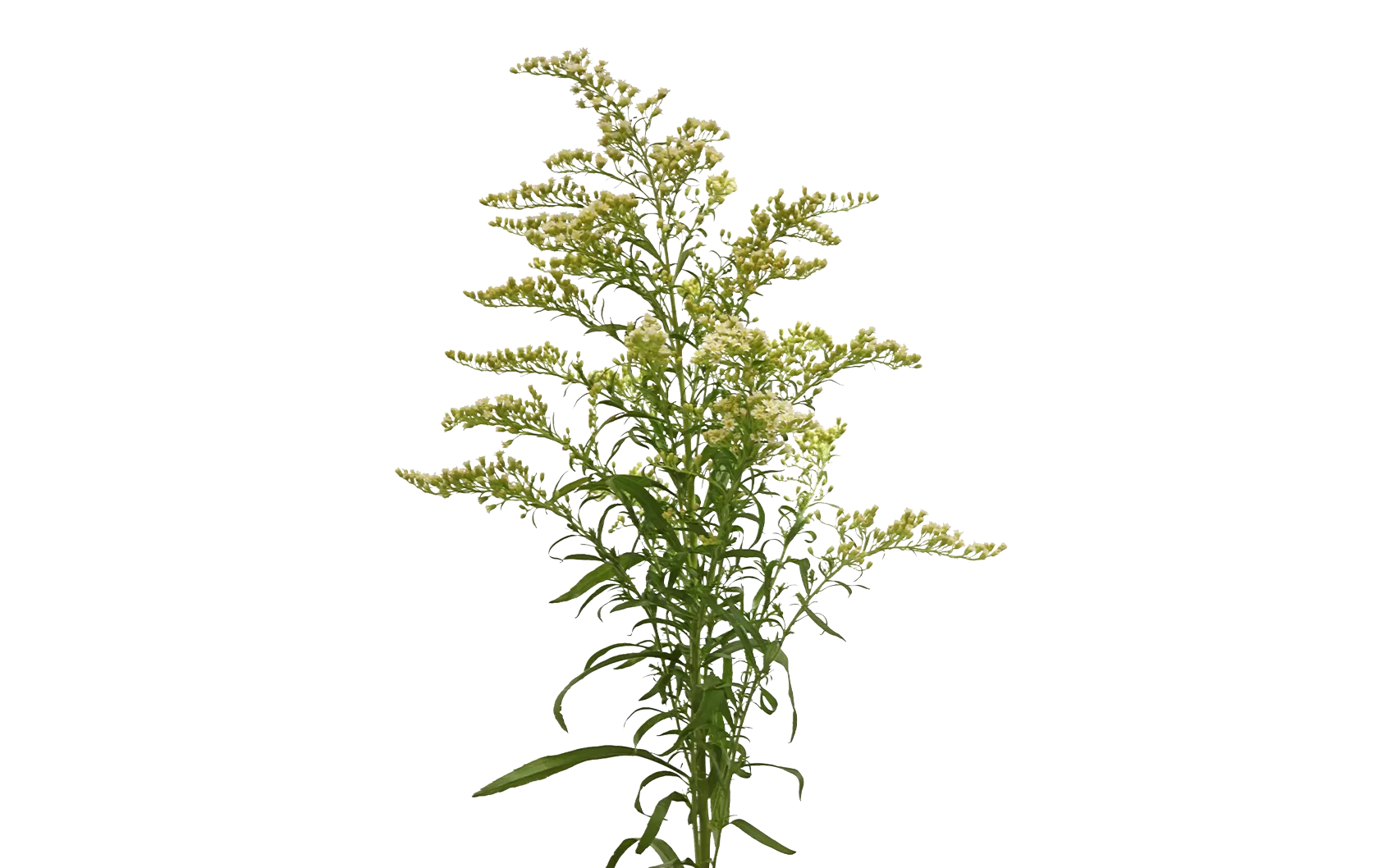 Solidago Carzan Moonlight