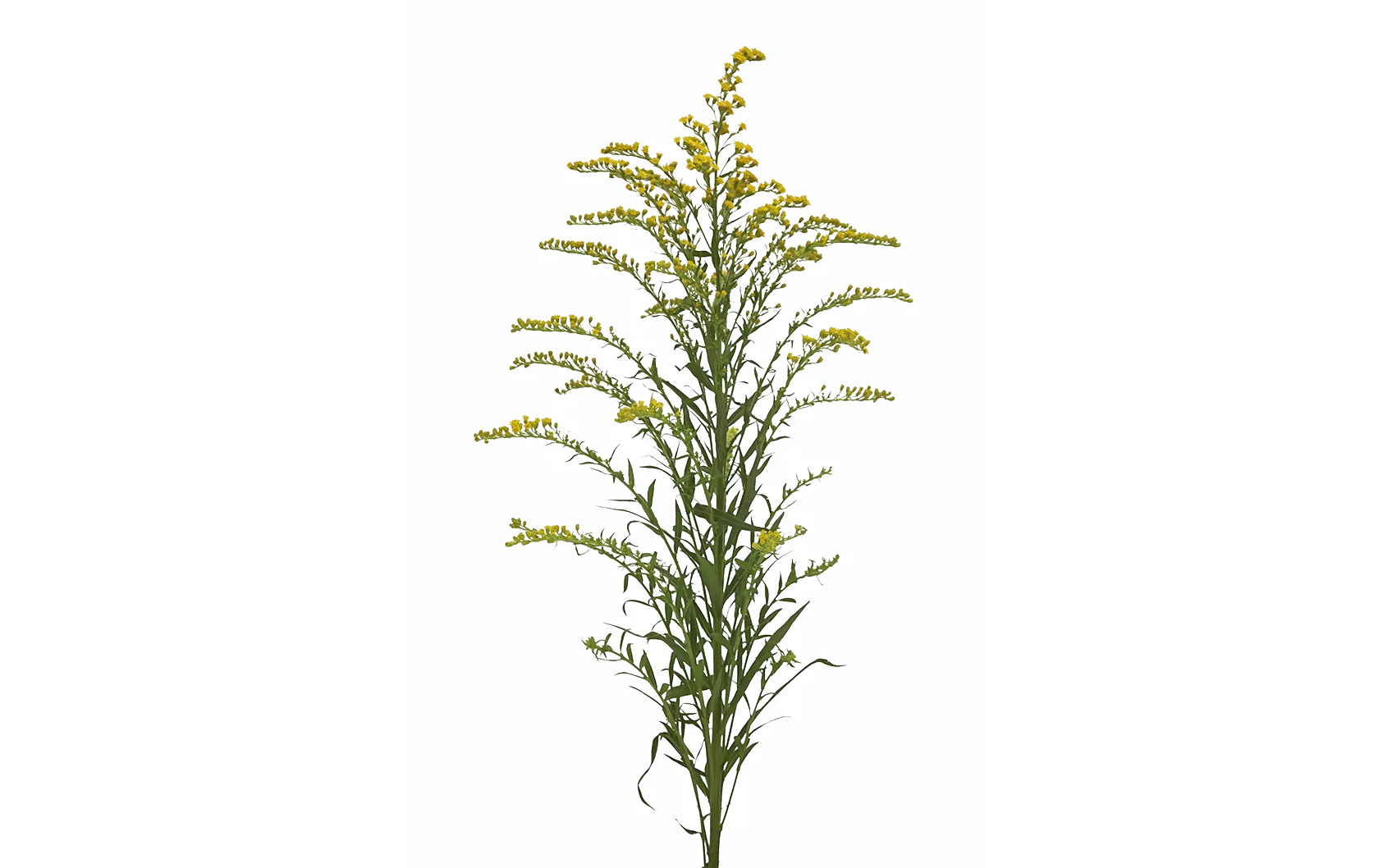 Solidago Taramba