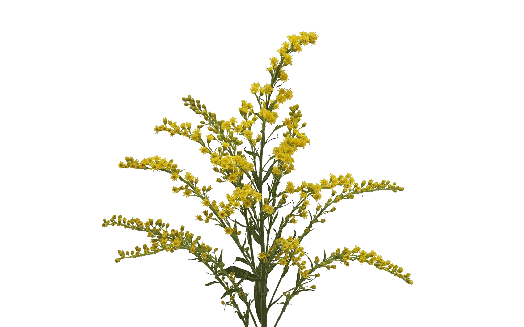Solidago Taramba