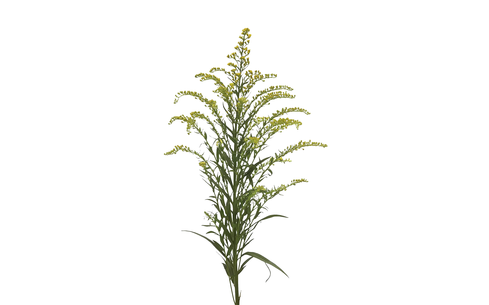 Solidago Taramba