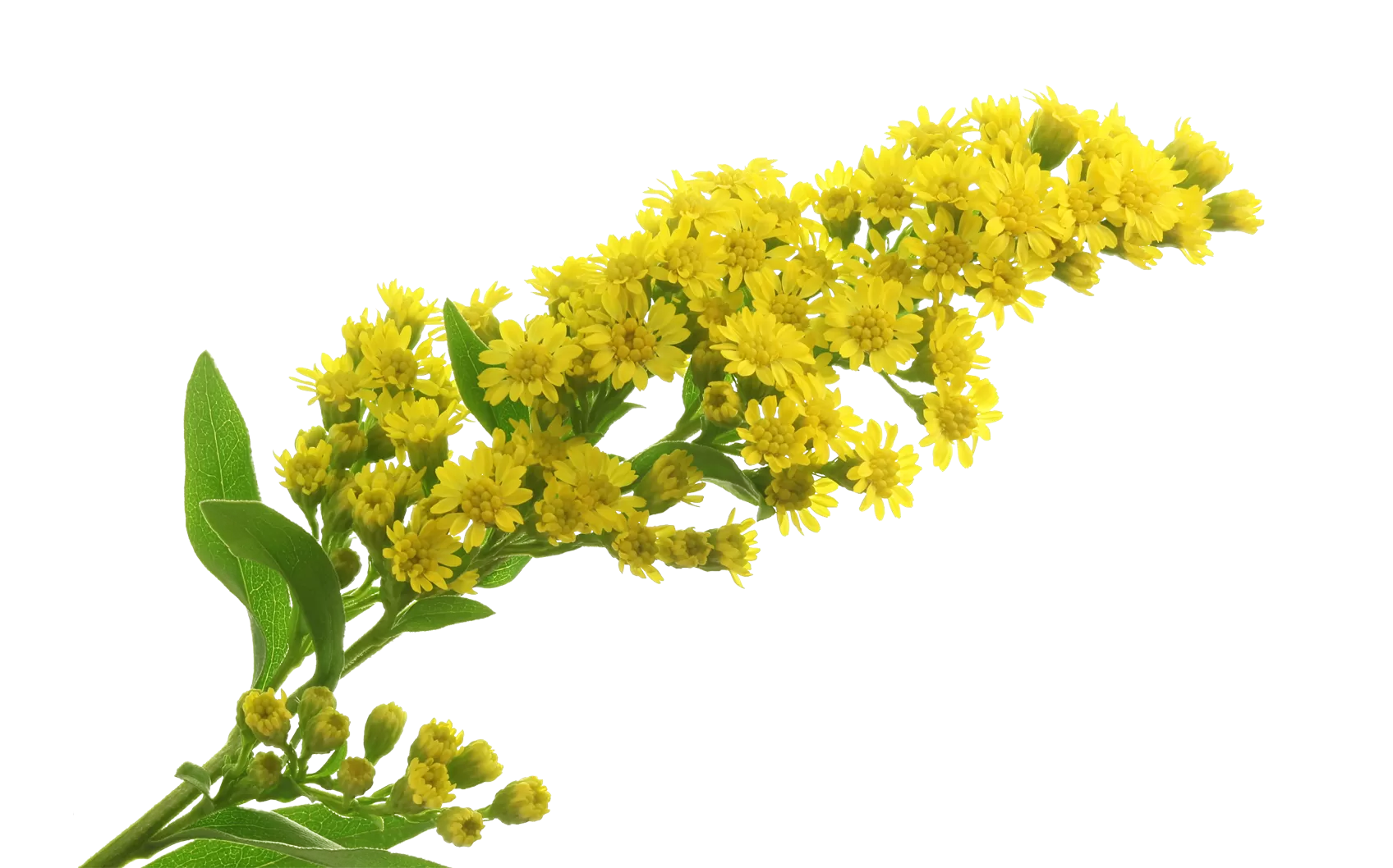 Solidago Carzan Glory