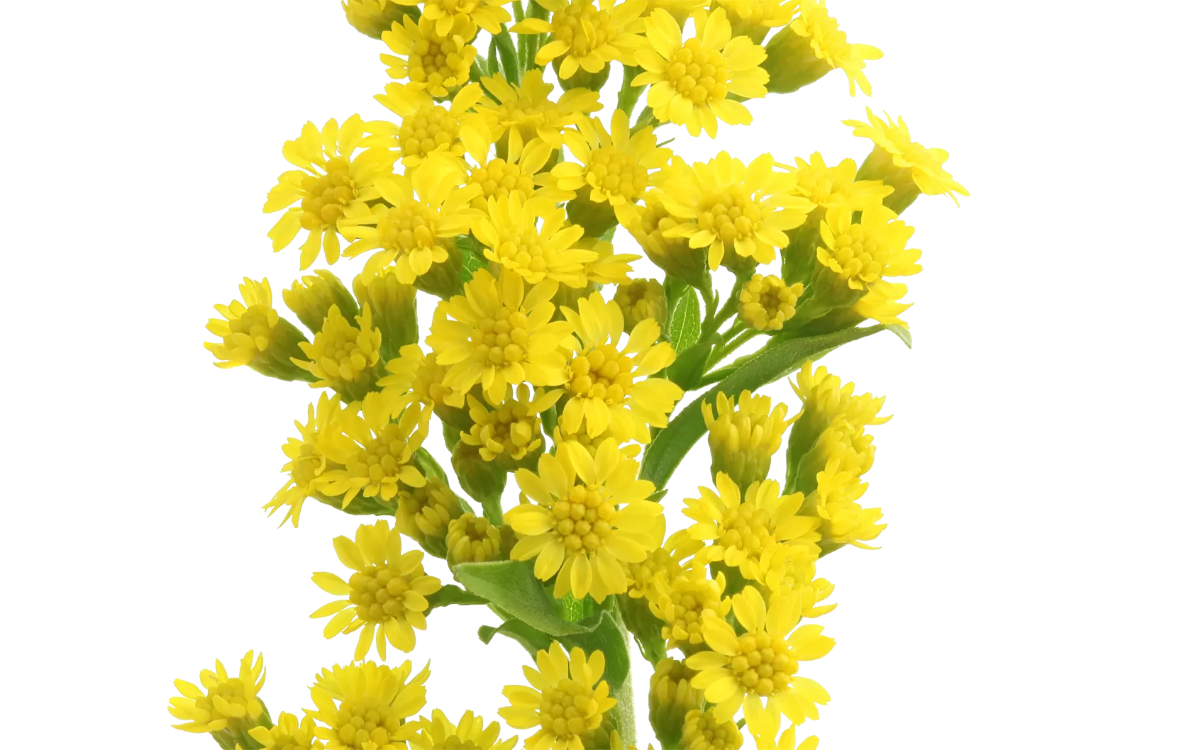 Solidago Carzan Glory