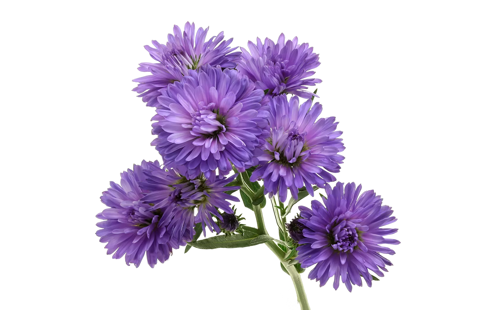 Aster Dark Milka 