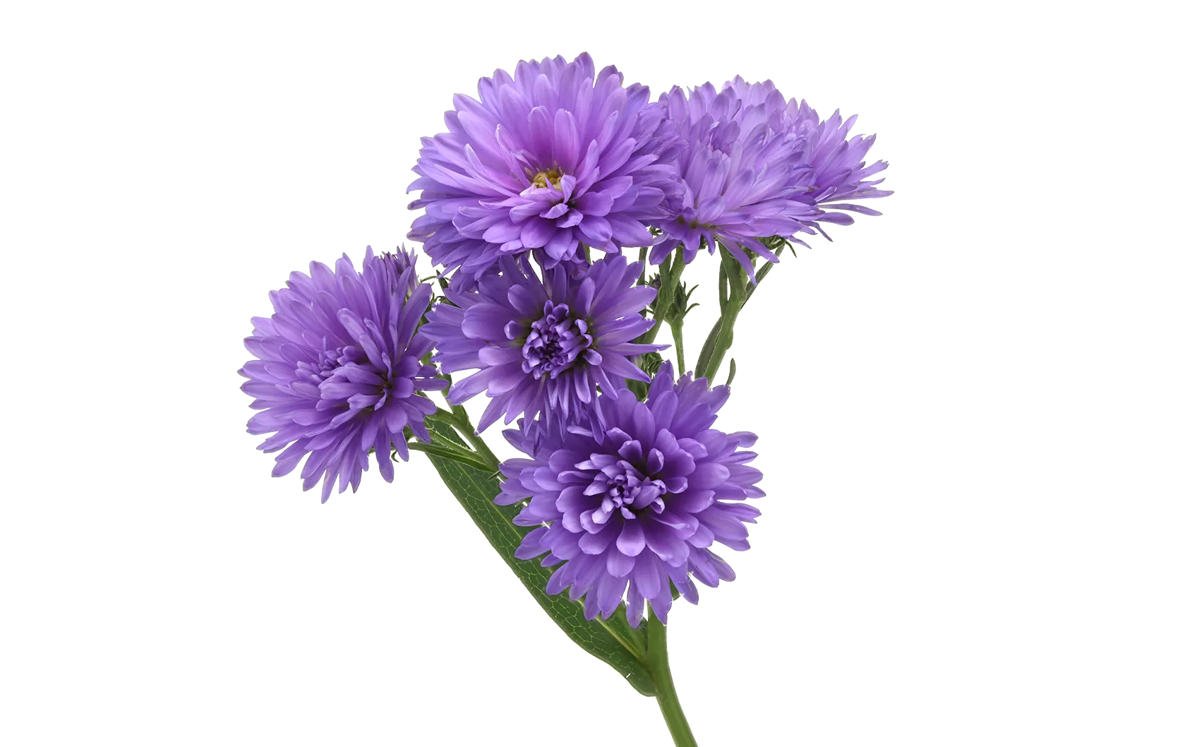 Aster Dark Milka 