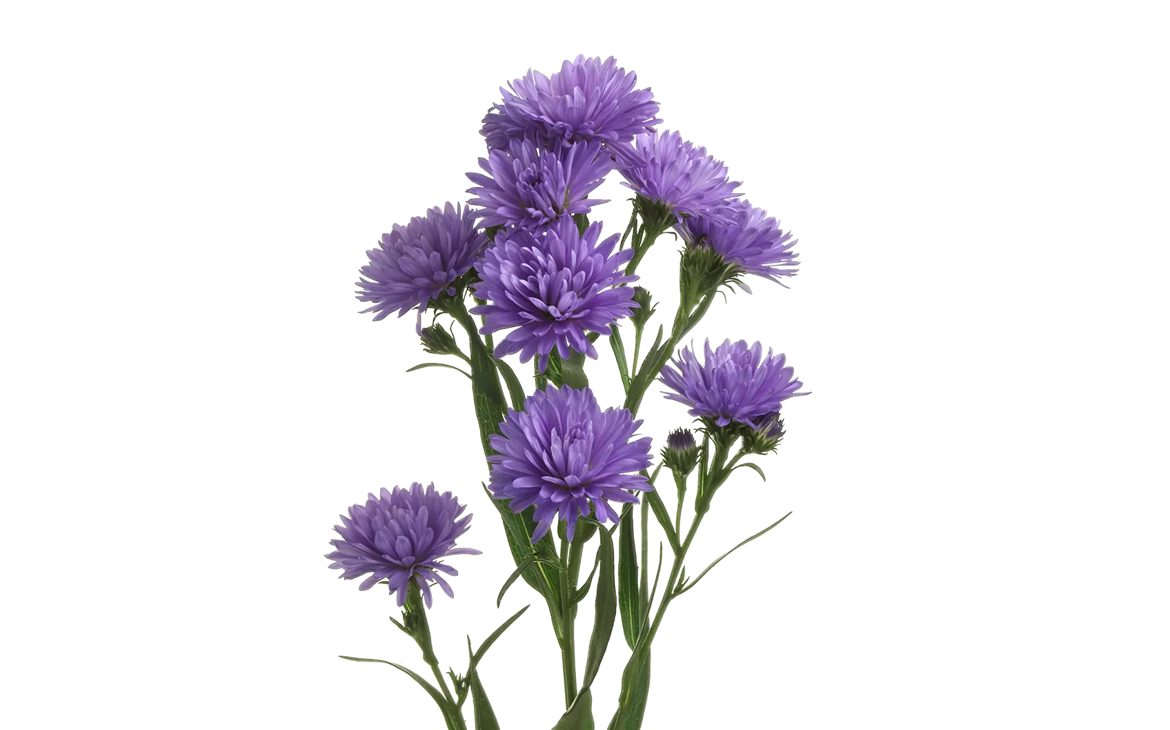 Aster Dark Milka 