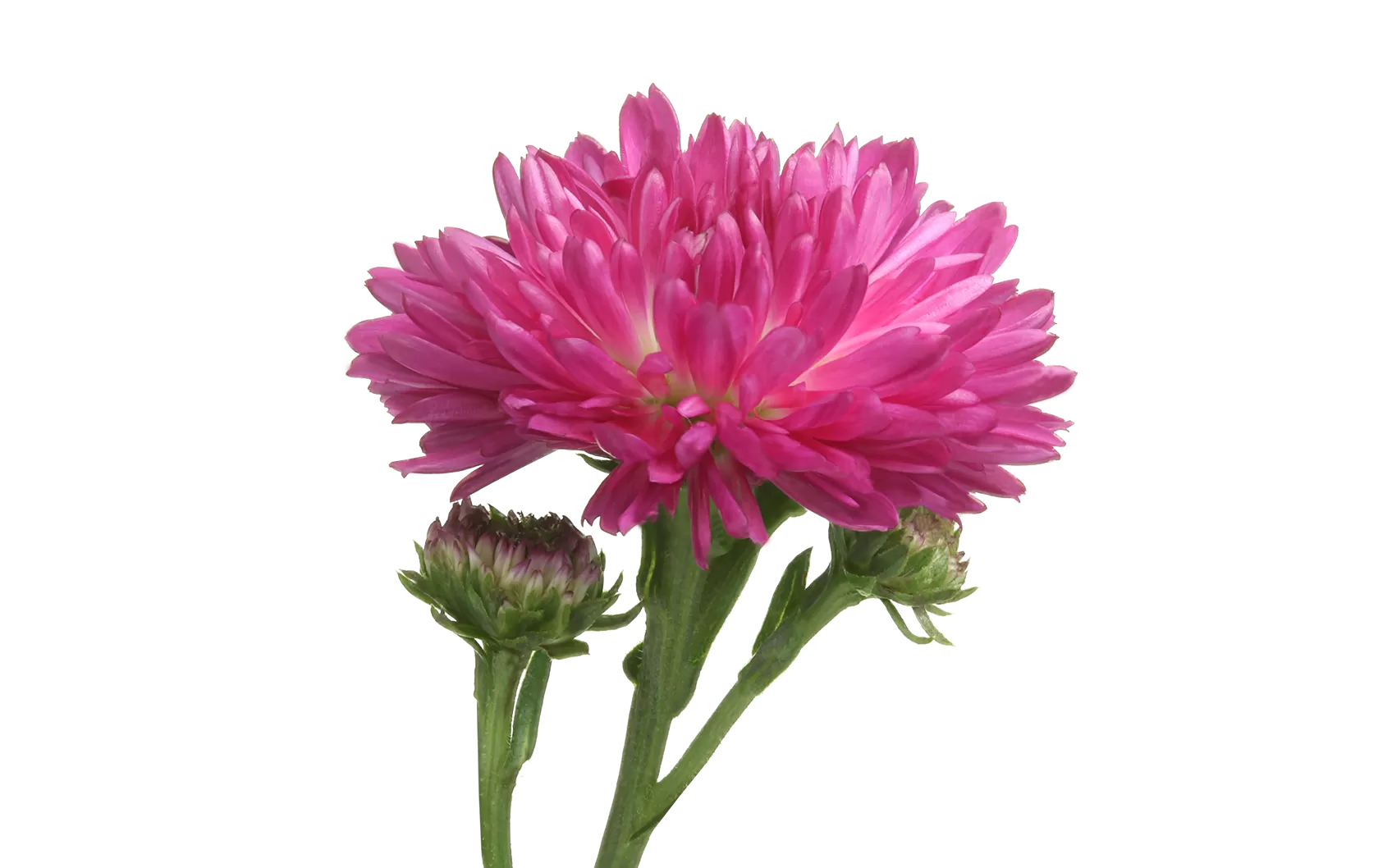 Aster Flash 