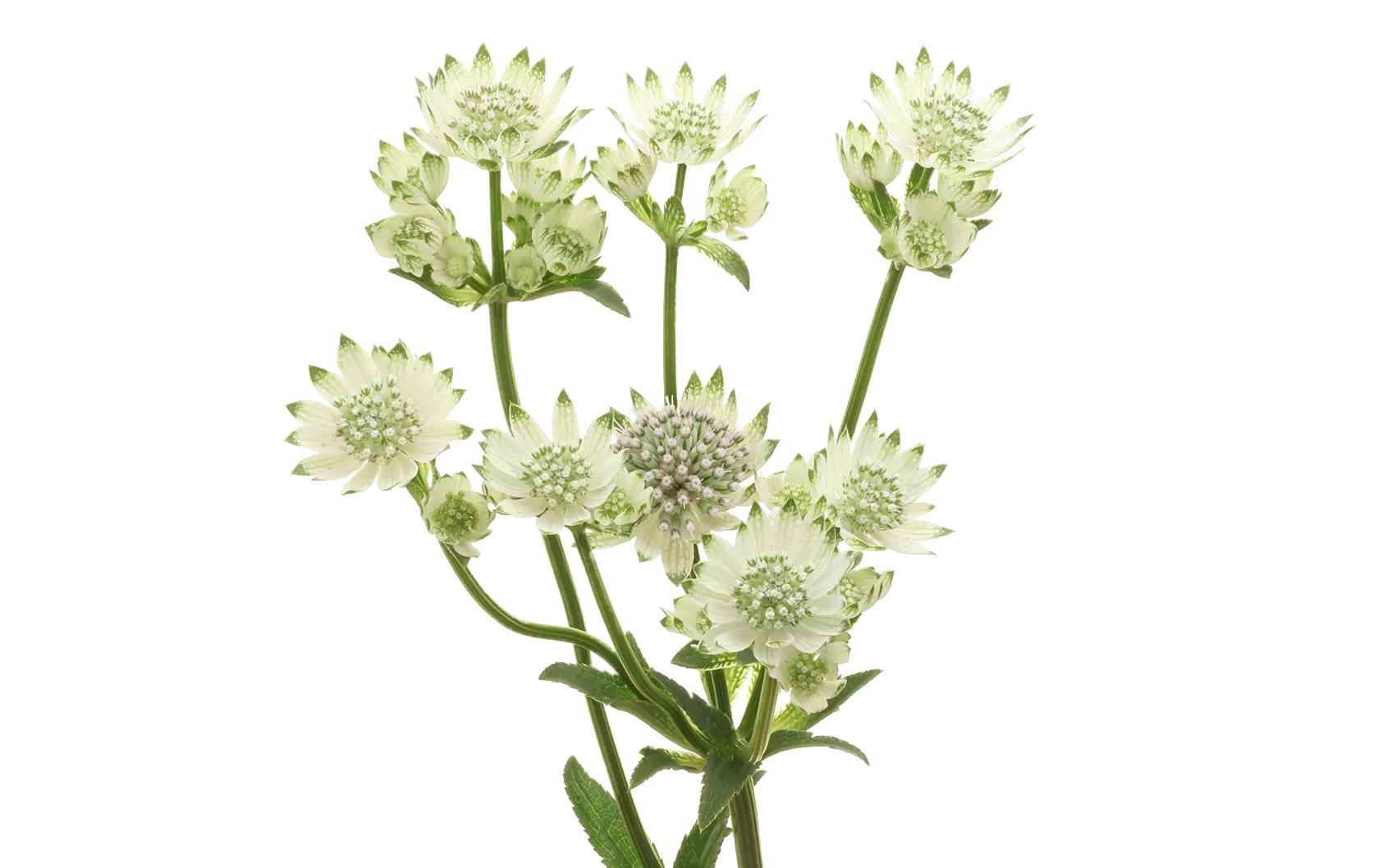 Astrantia Billion Star®