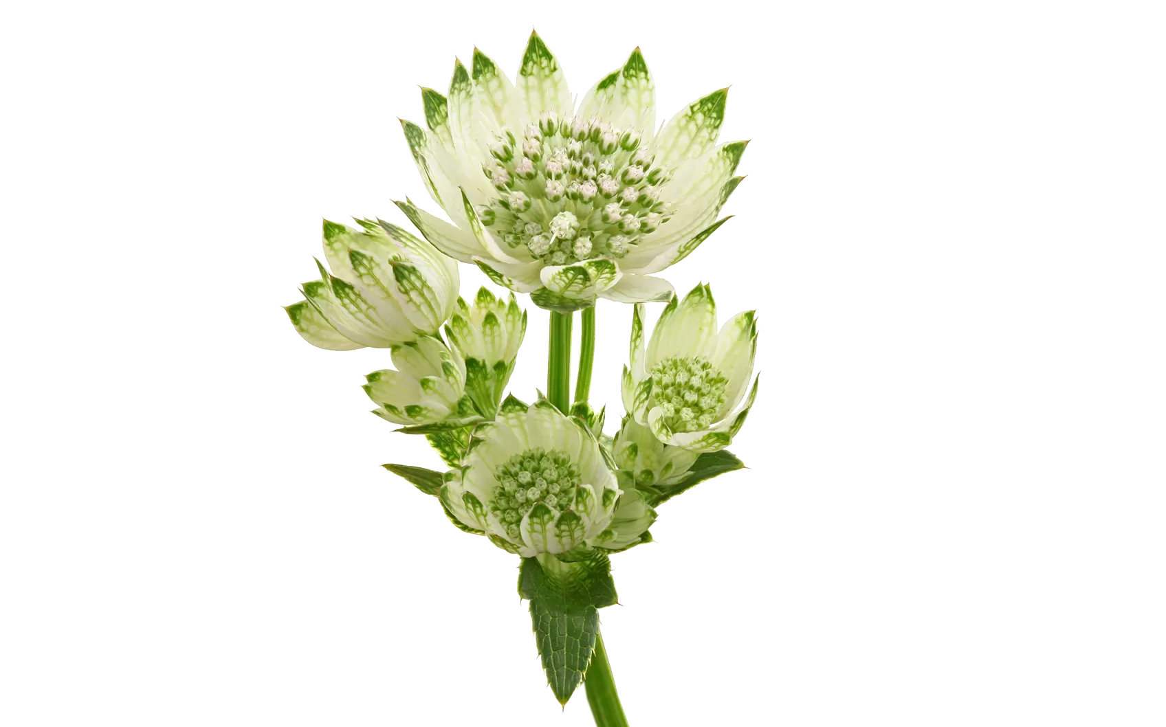 Astrantia Billion Star®