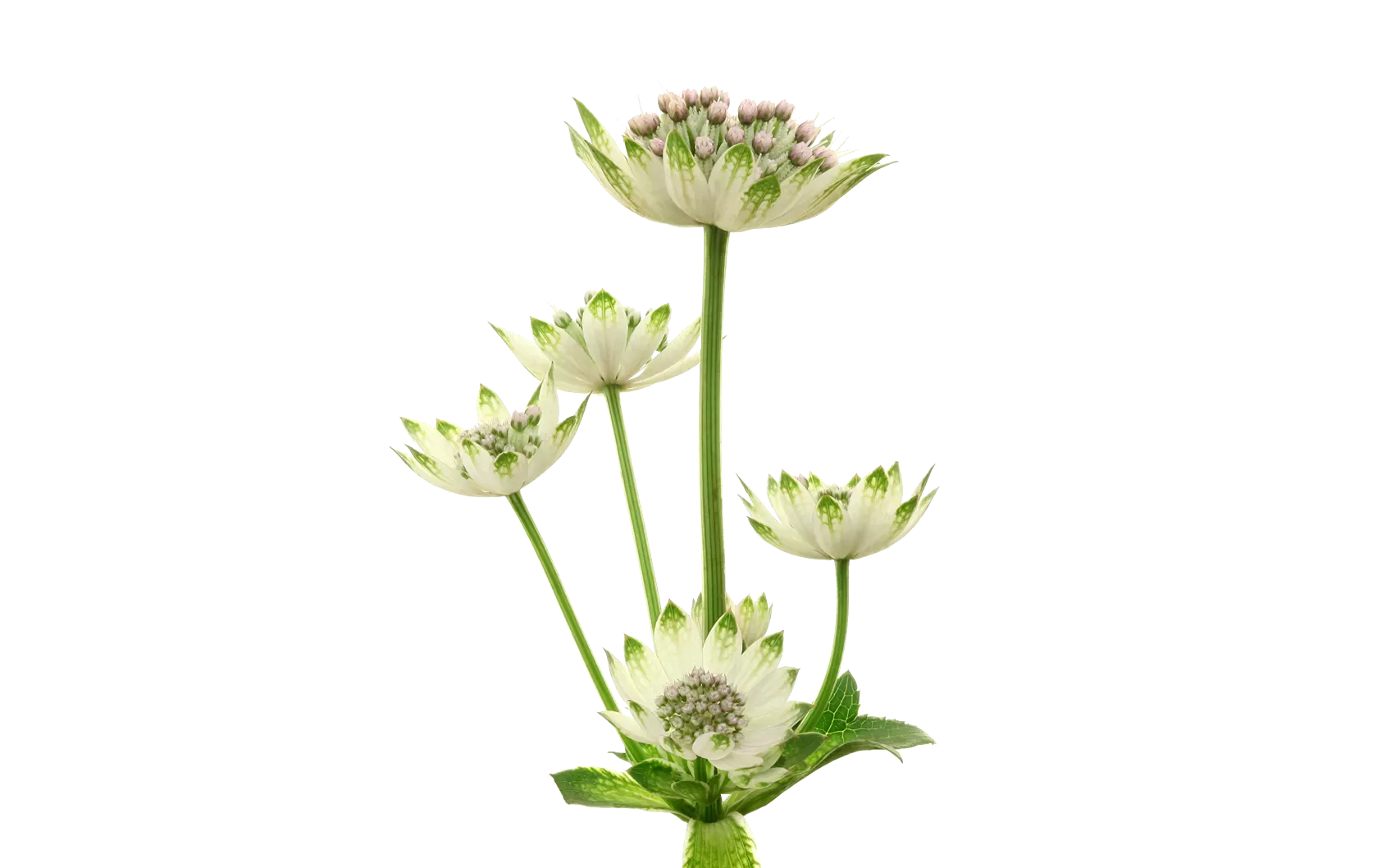 Astrantia Billion Star®