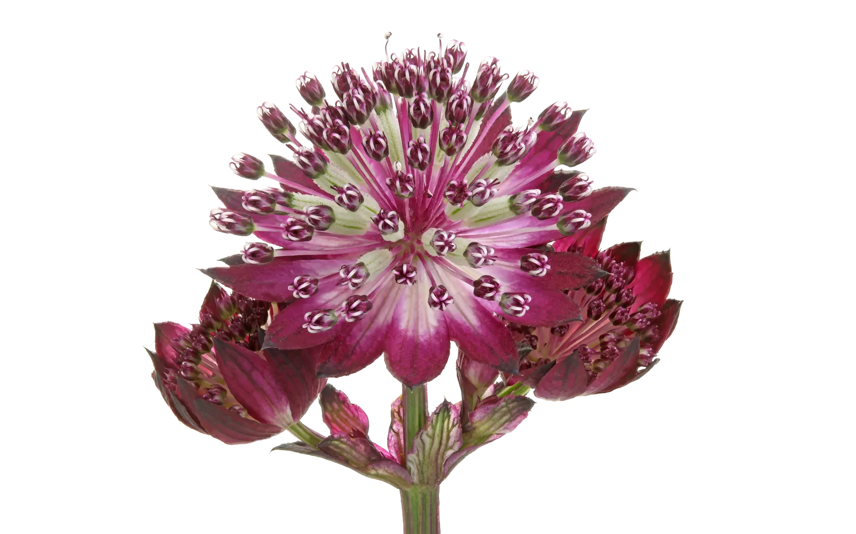 Astrantia Star® of Love