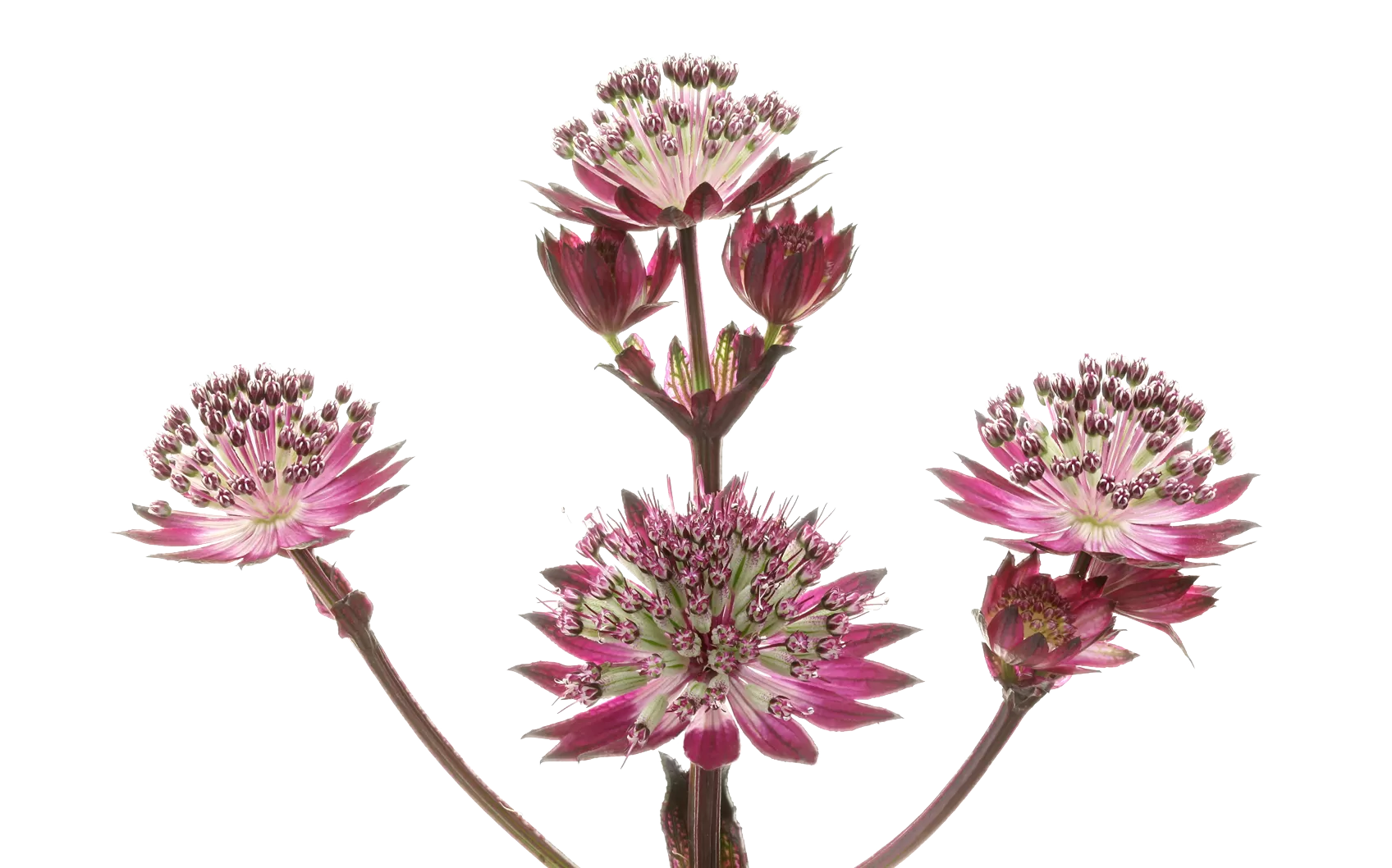 Astrantia Star® of Love