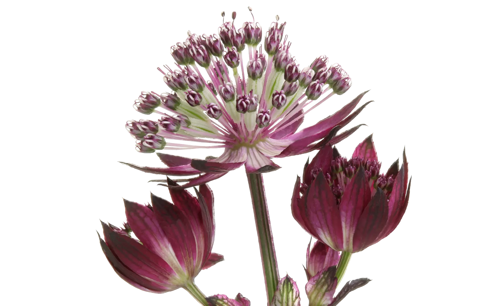 Astrantia Star® of Love