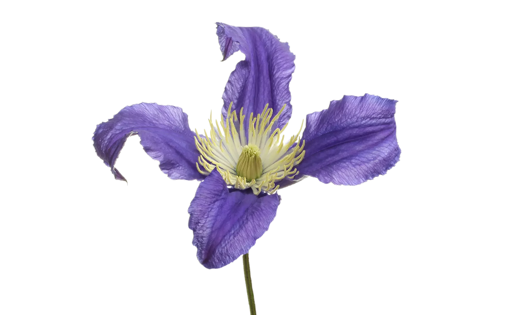 Clematis Amazing® Blue Pirouette