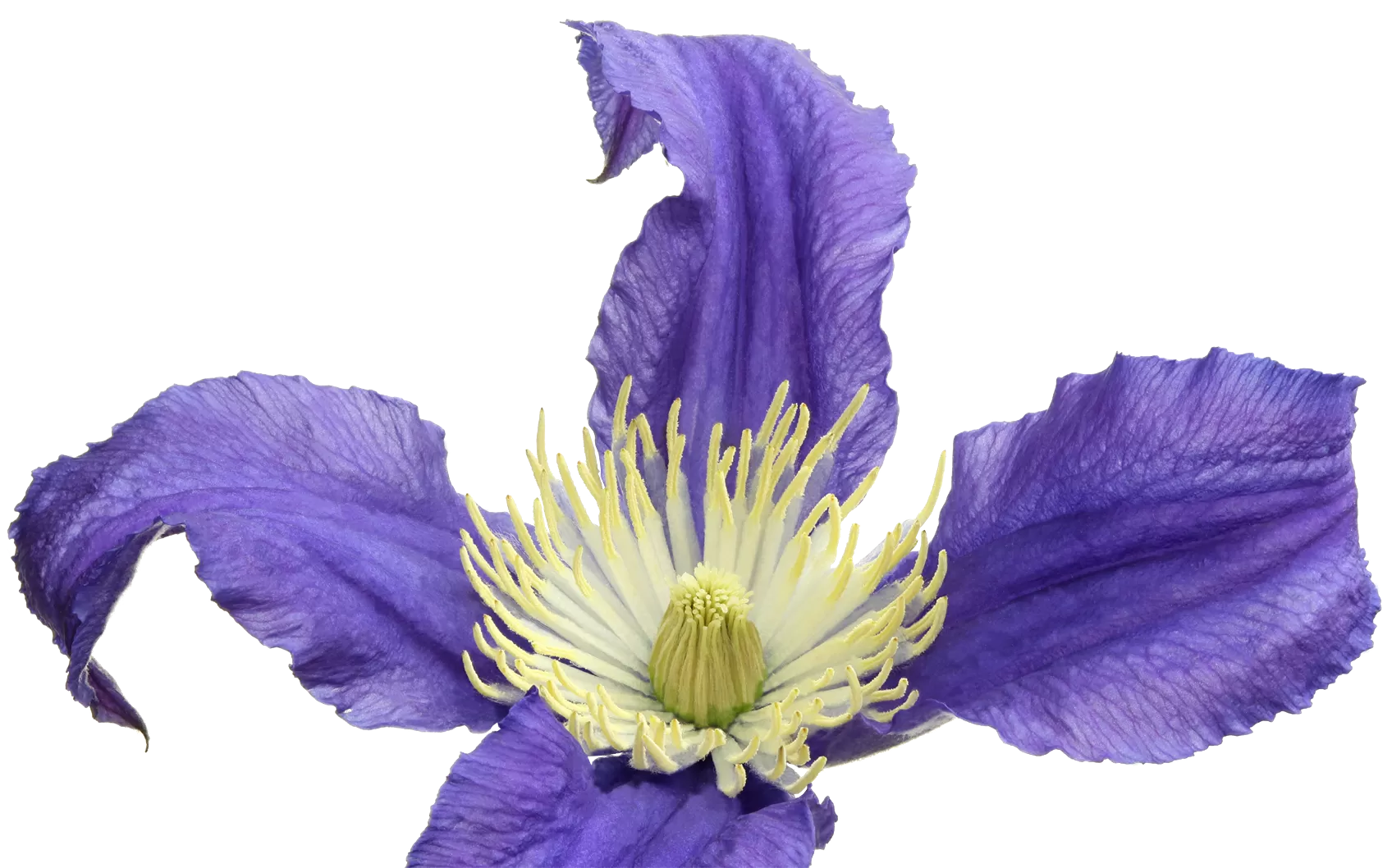 Clematis Amazing® Blue Pirouette