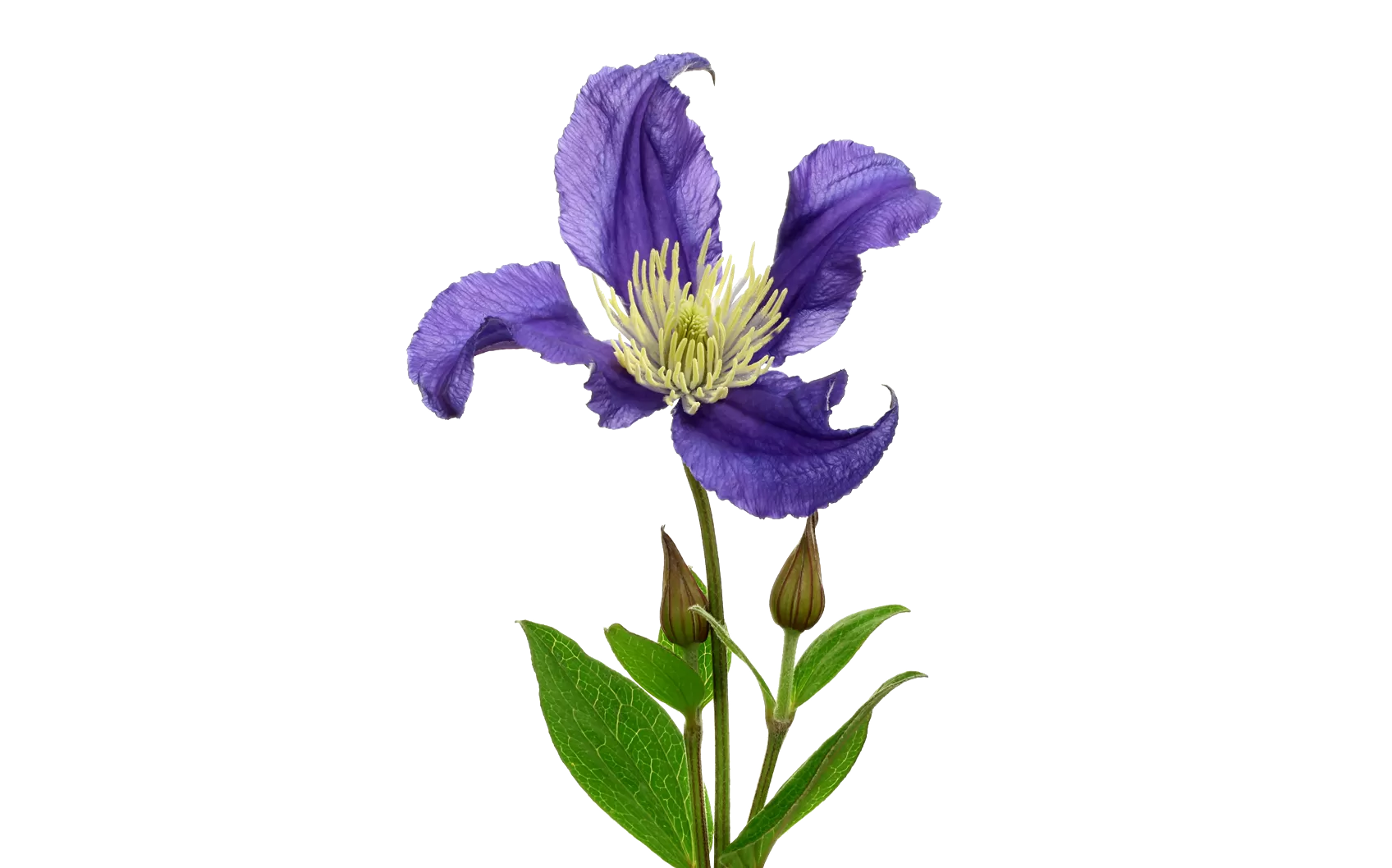 Clematis Amazing® Blue Pirouette