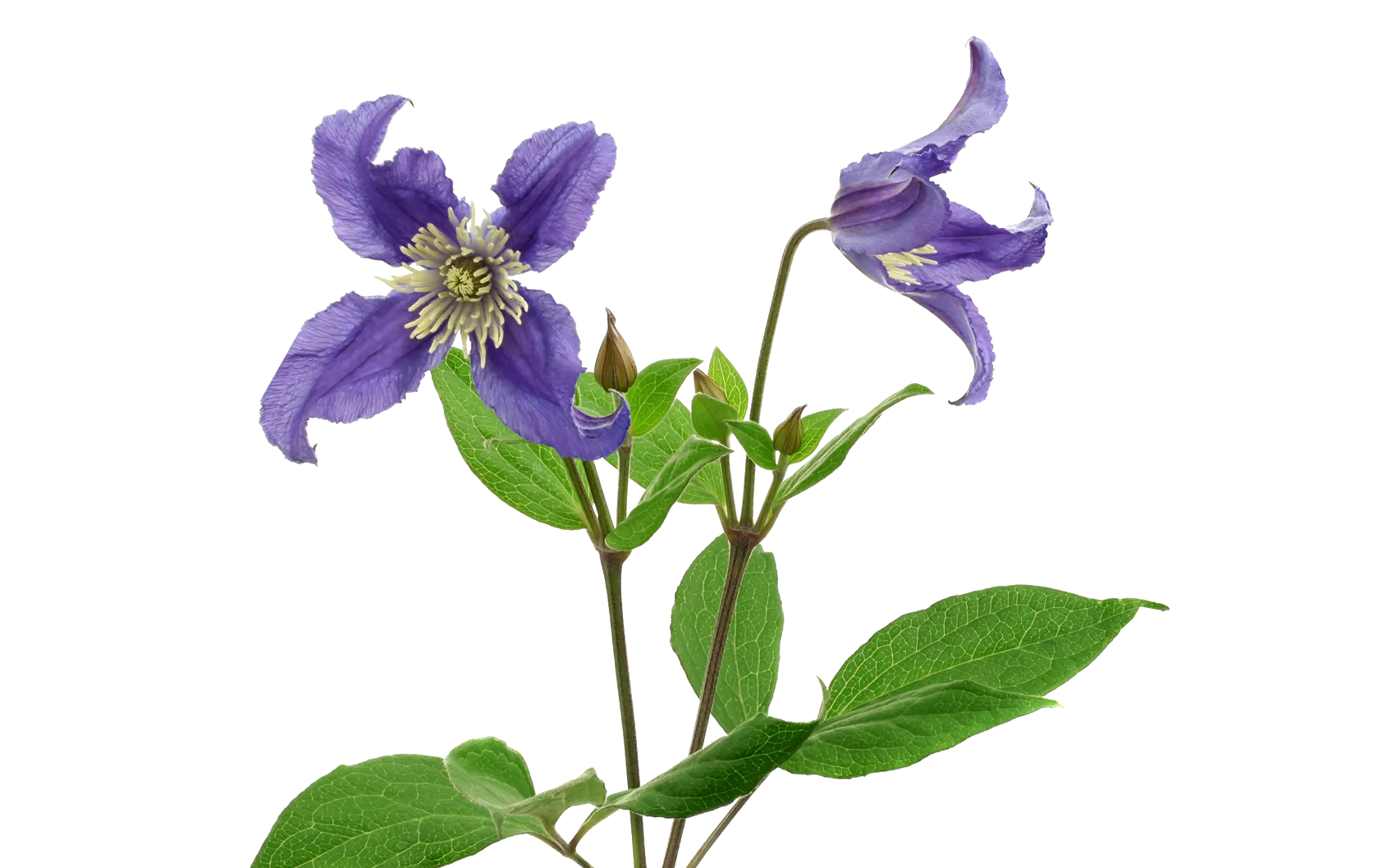 Clematis Amazing® Blue Pirouette