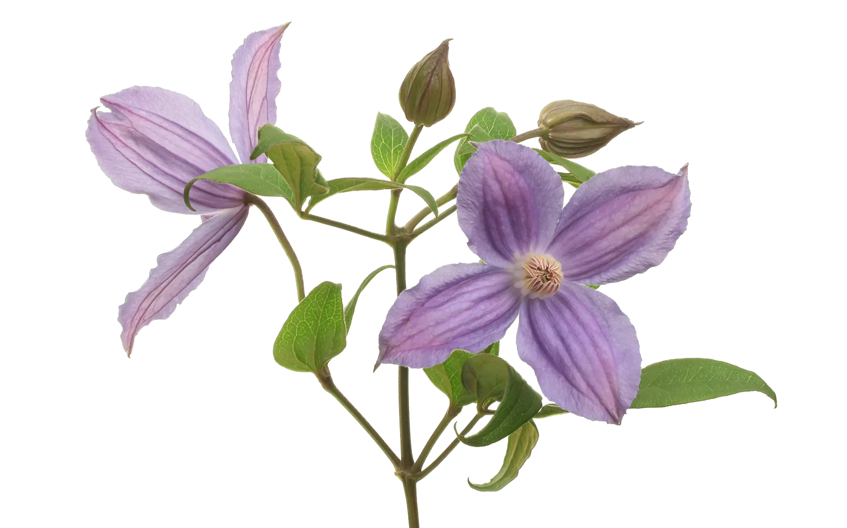 Clematis Amazing® Geneva