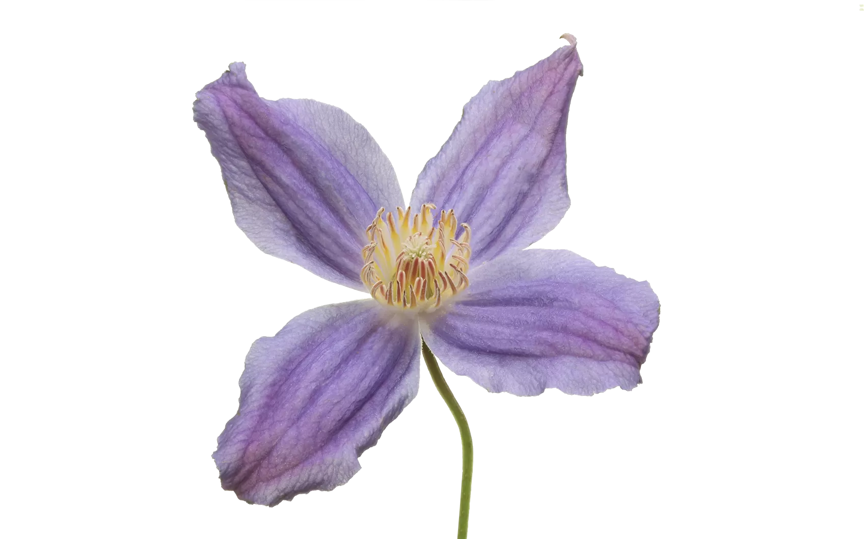 Clematis Amazing® Geneva