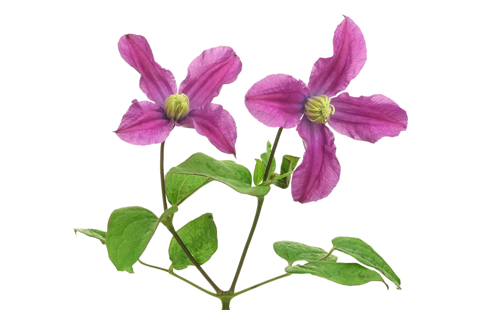 Clematis Amazing® Kyiv