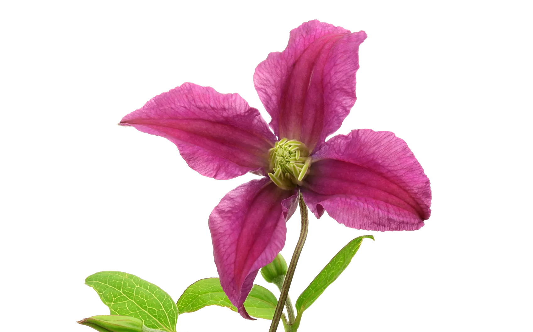 Clematis Amazing® Kyiv