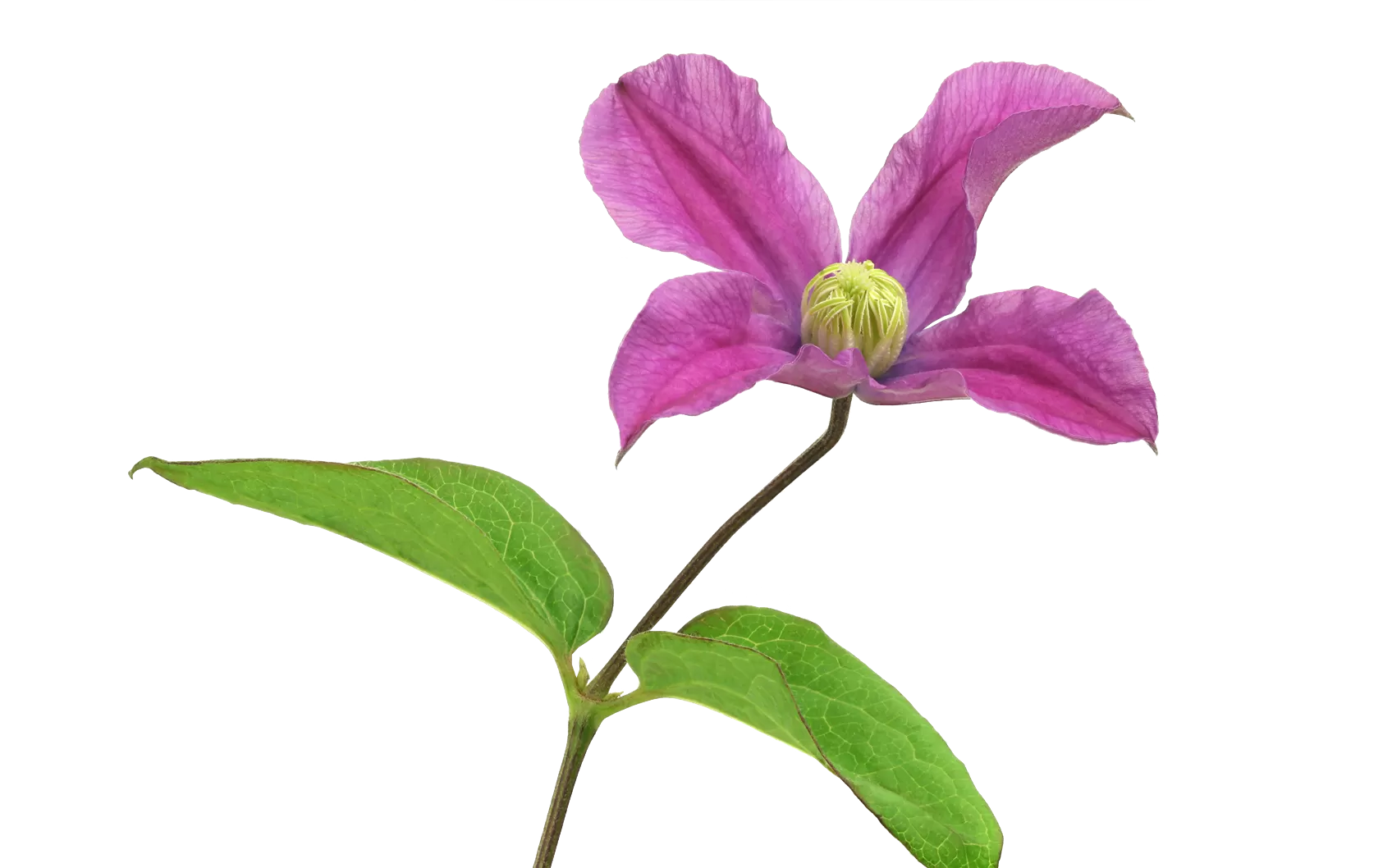 Clematis Amazing® Kyiv 