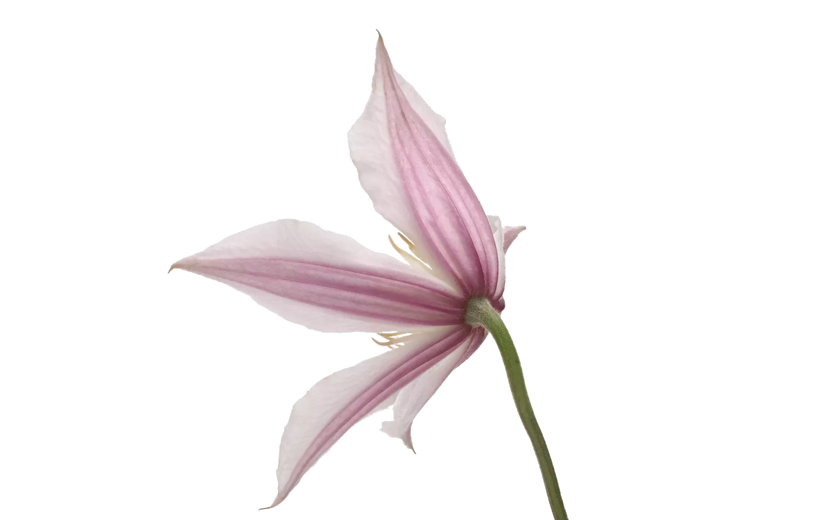 Clematis Amazing® Kansas