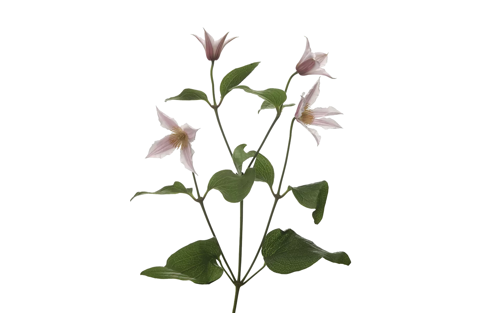 Clematis Amazing® Kansas