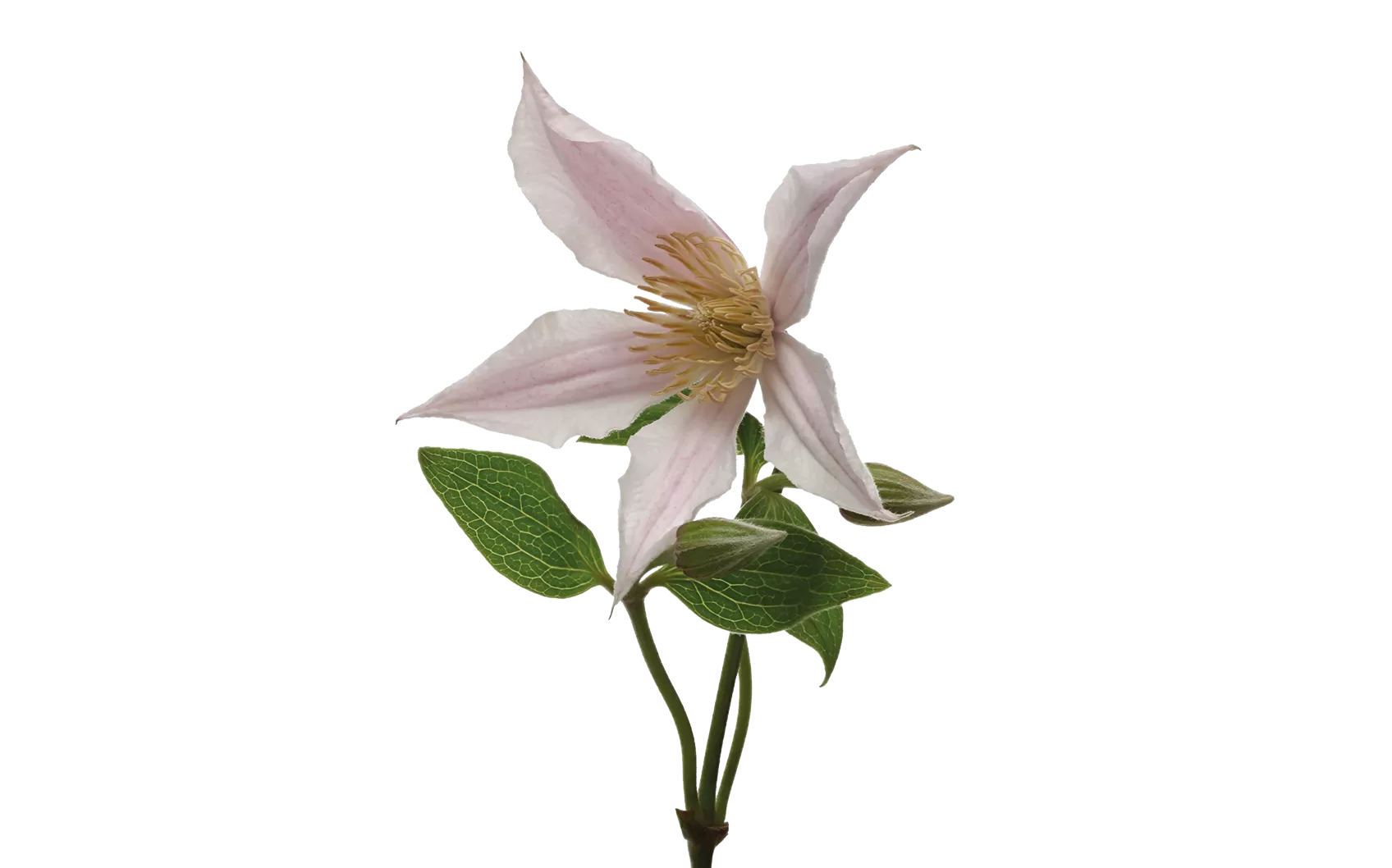 Clematis Amazing® Kansas