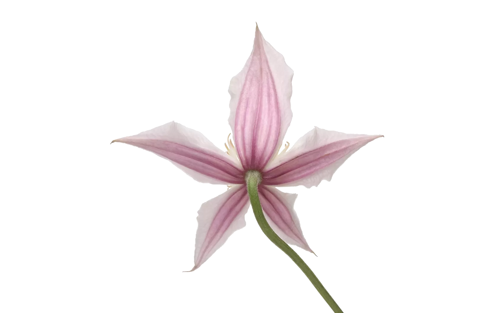 Clematis Amazing® Kansas