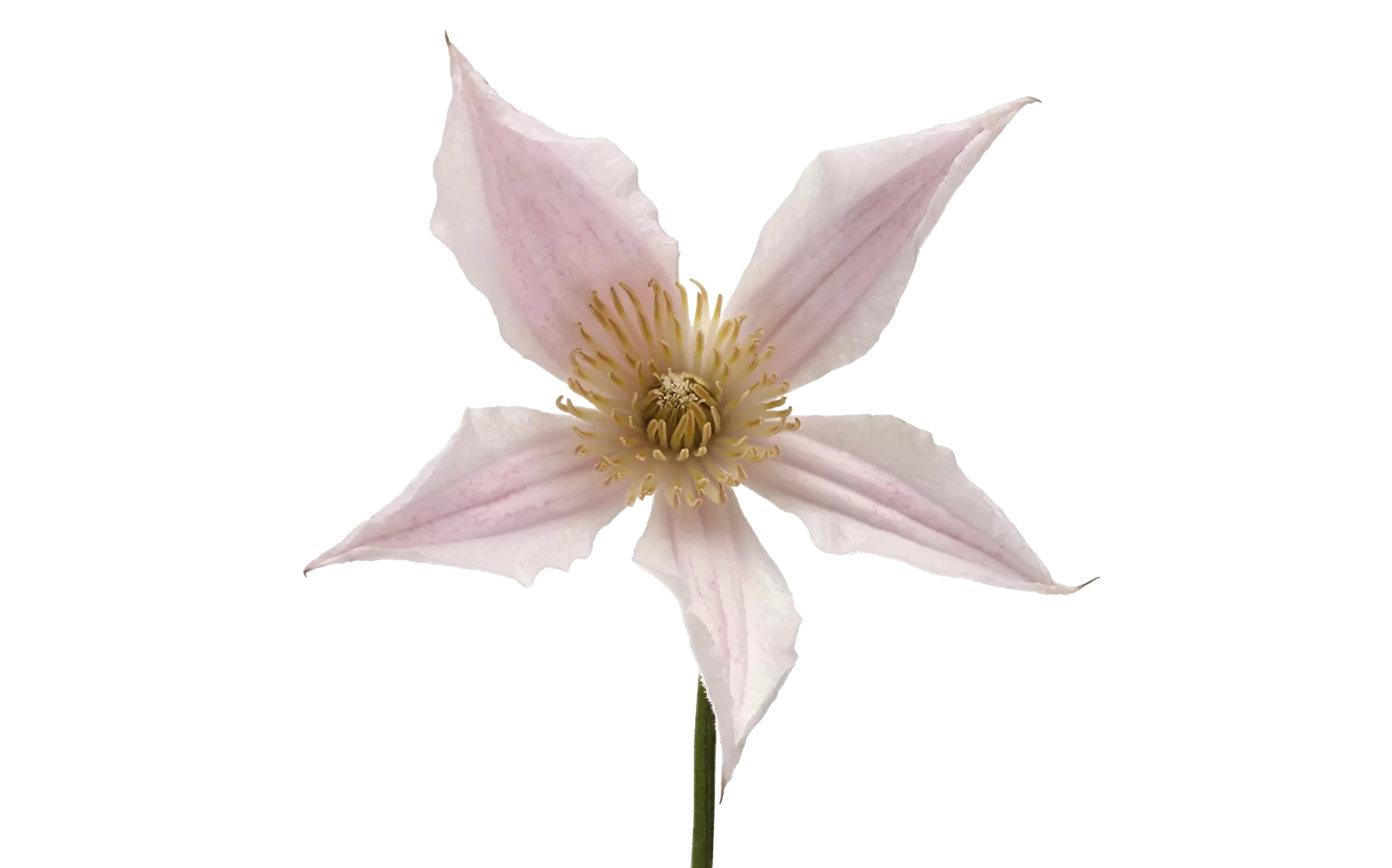 Clematis Amazing® Kansas