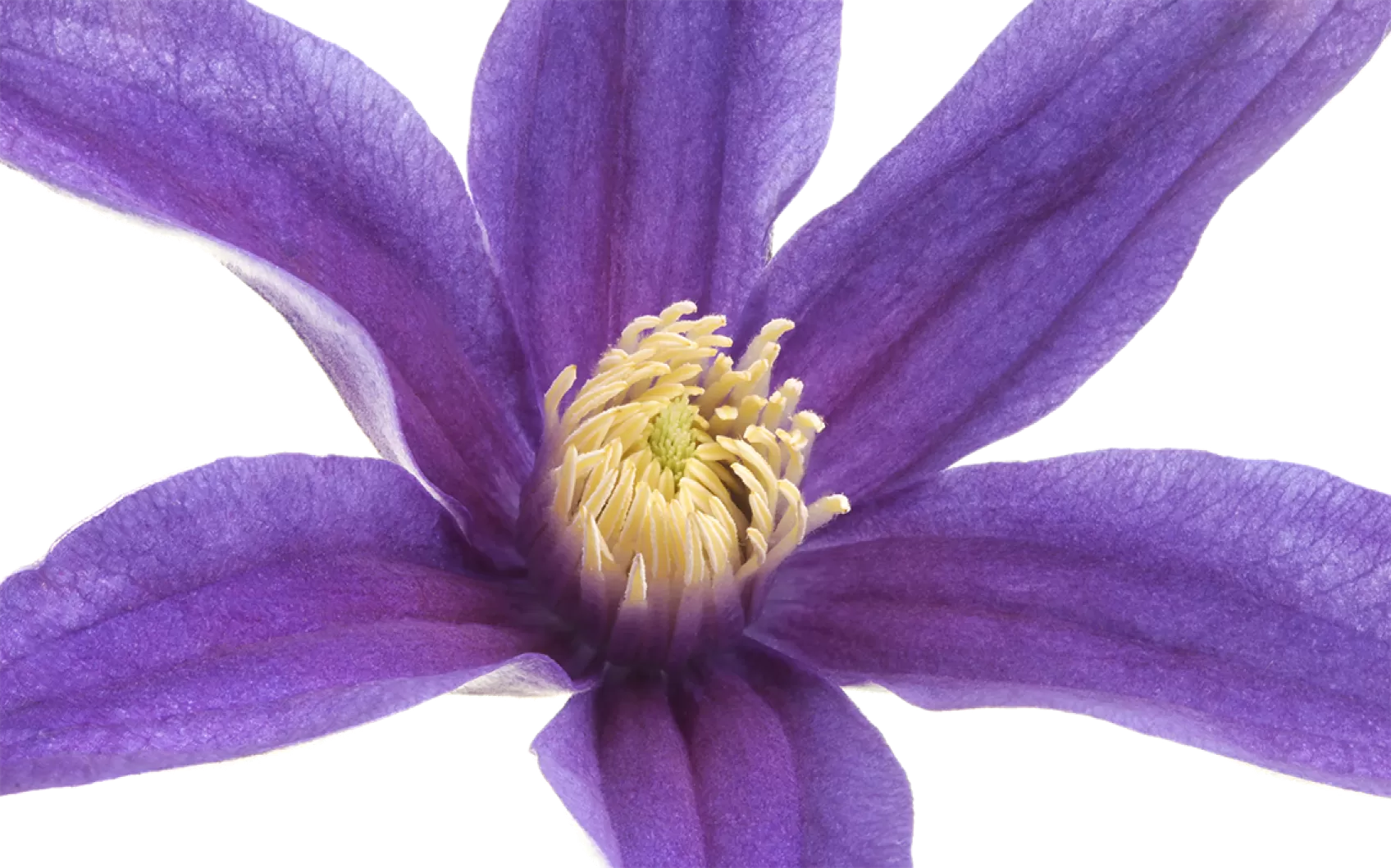 Clematis Amazing® Oslo