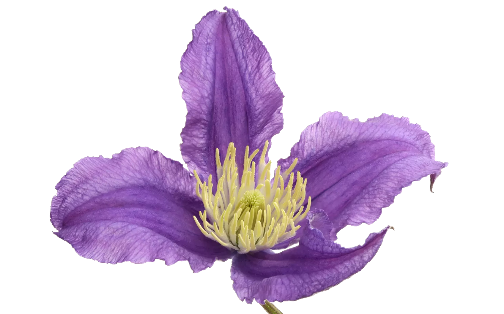 Clematis Amazing® Rome