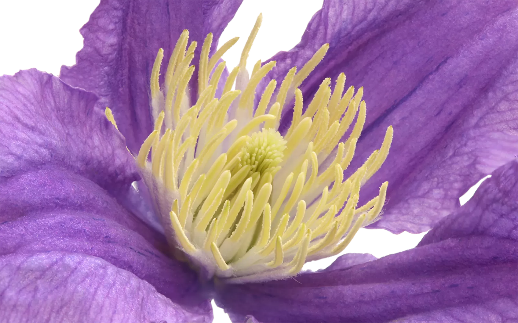 Clematis Amazing® Rome